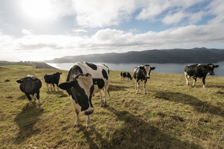 Methane Matters - And So Do Metrics