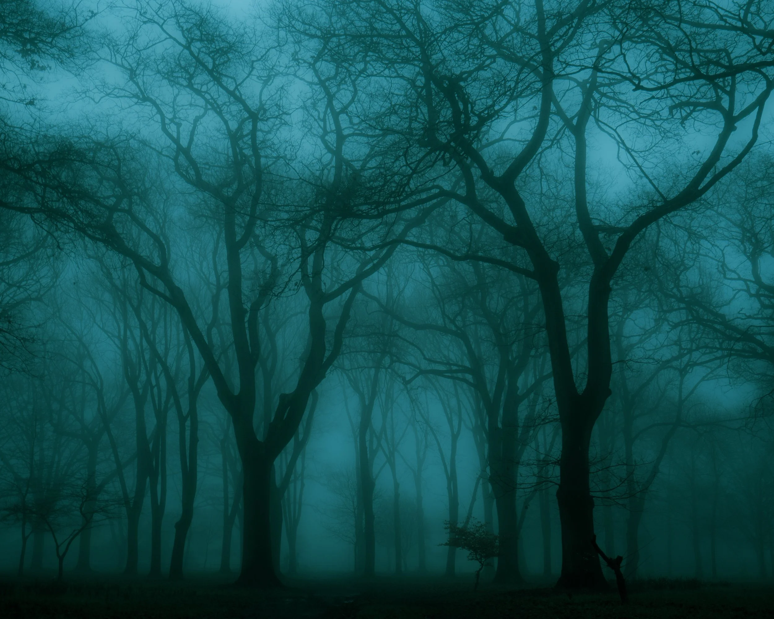 Submission on managing exotic afforestation incentives