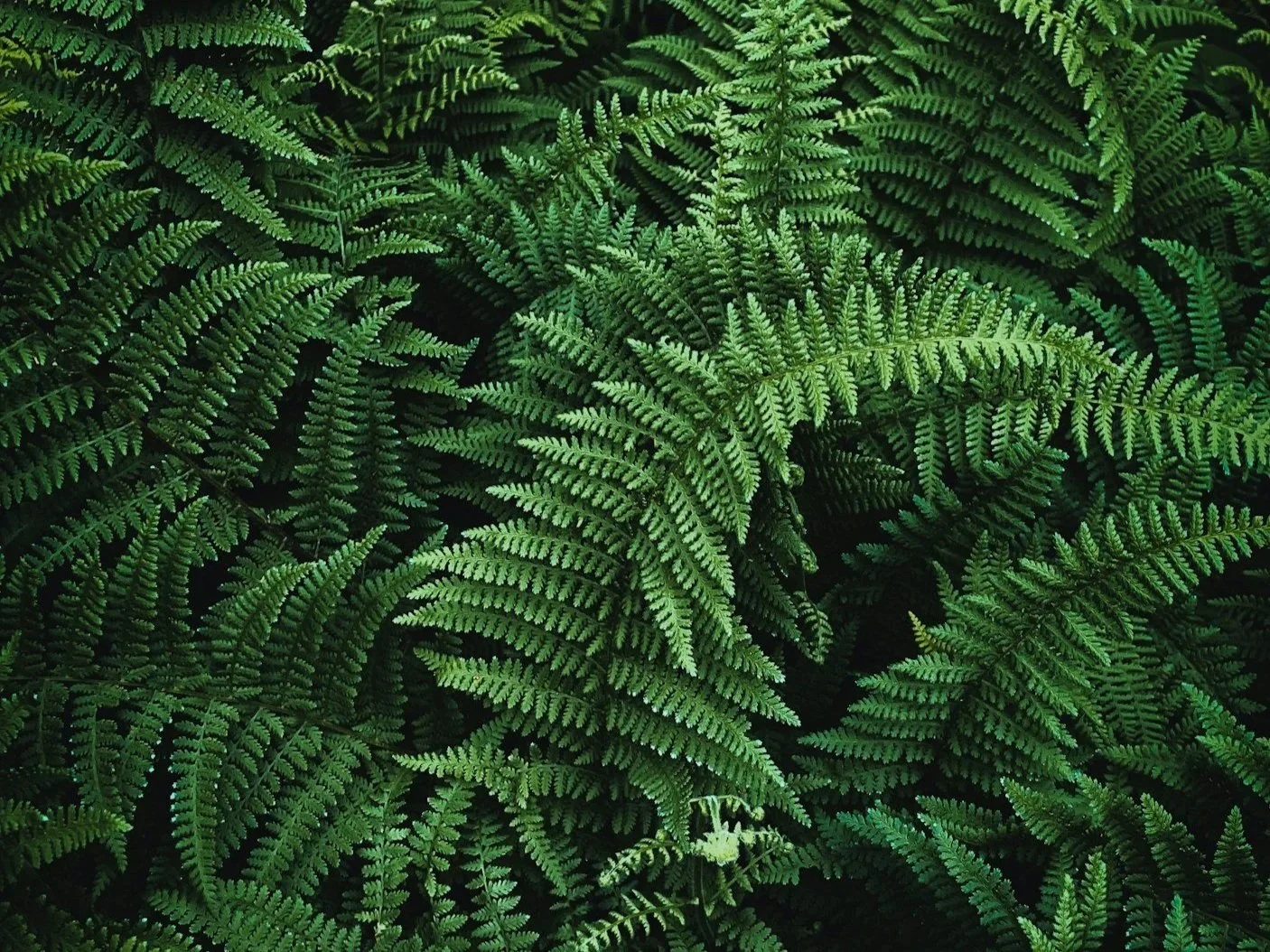 Update: Christchurch film fundraiser postponed