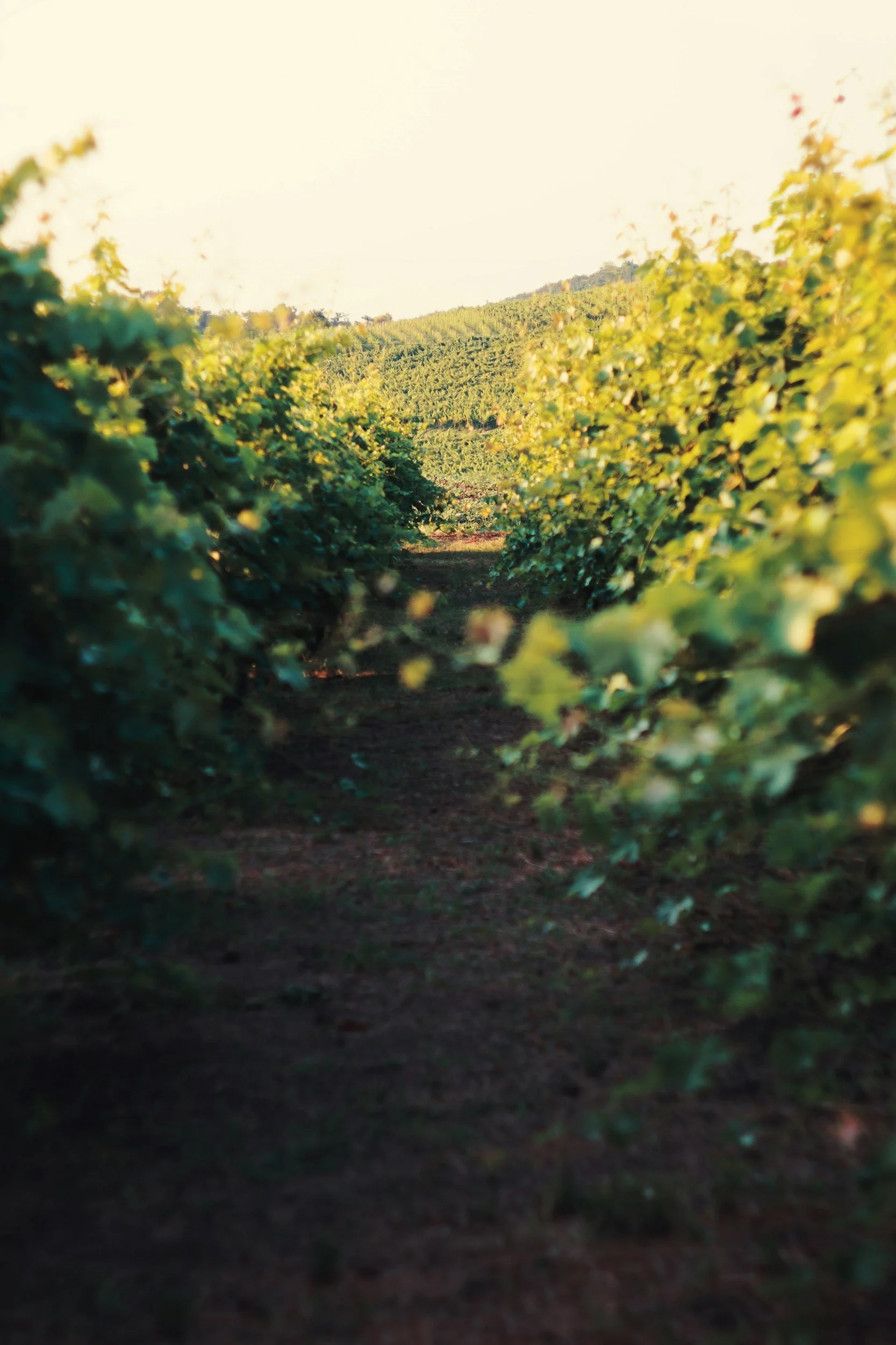 viñedo con sendero entre las plantas y colinas en el fondo