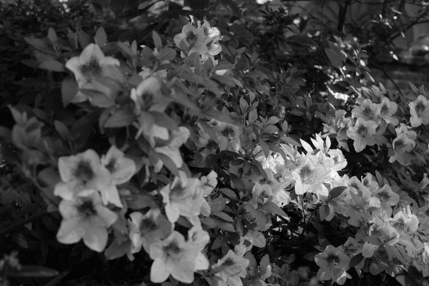 azaleas_for_thomas.jpg