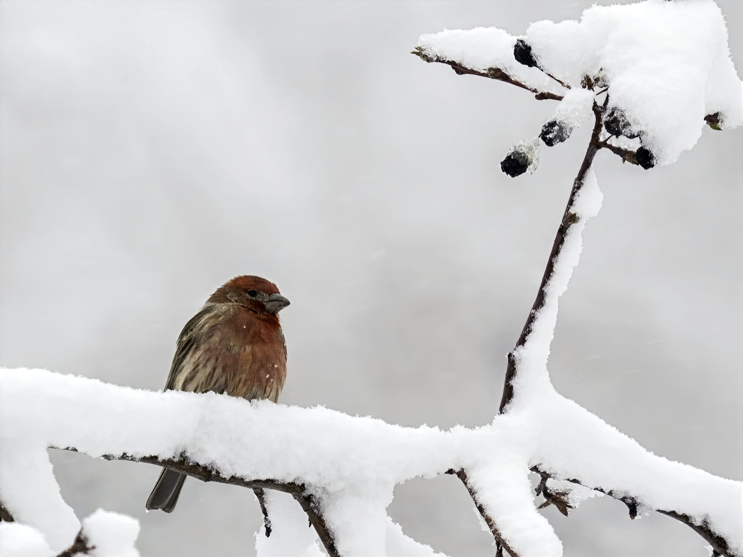 House Finch