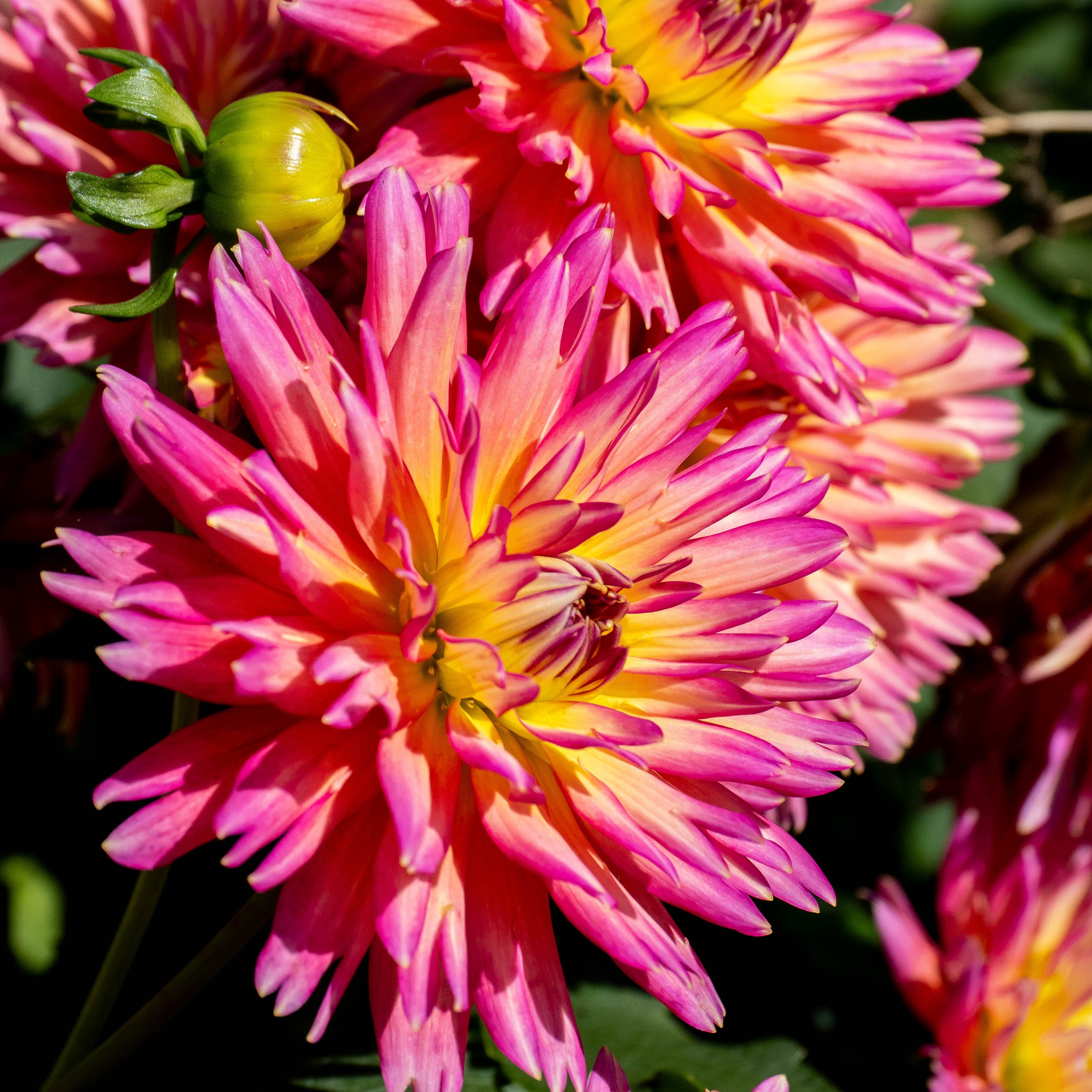 Distinguished Dahlia
