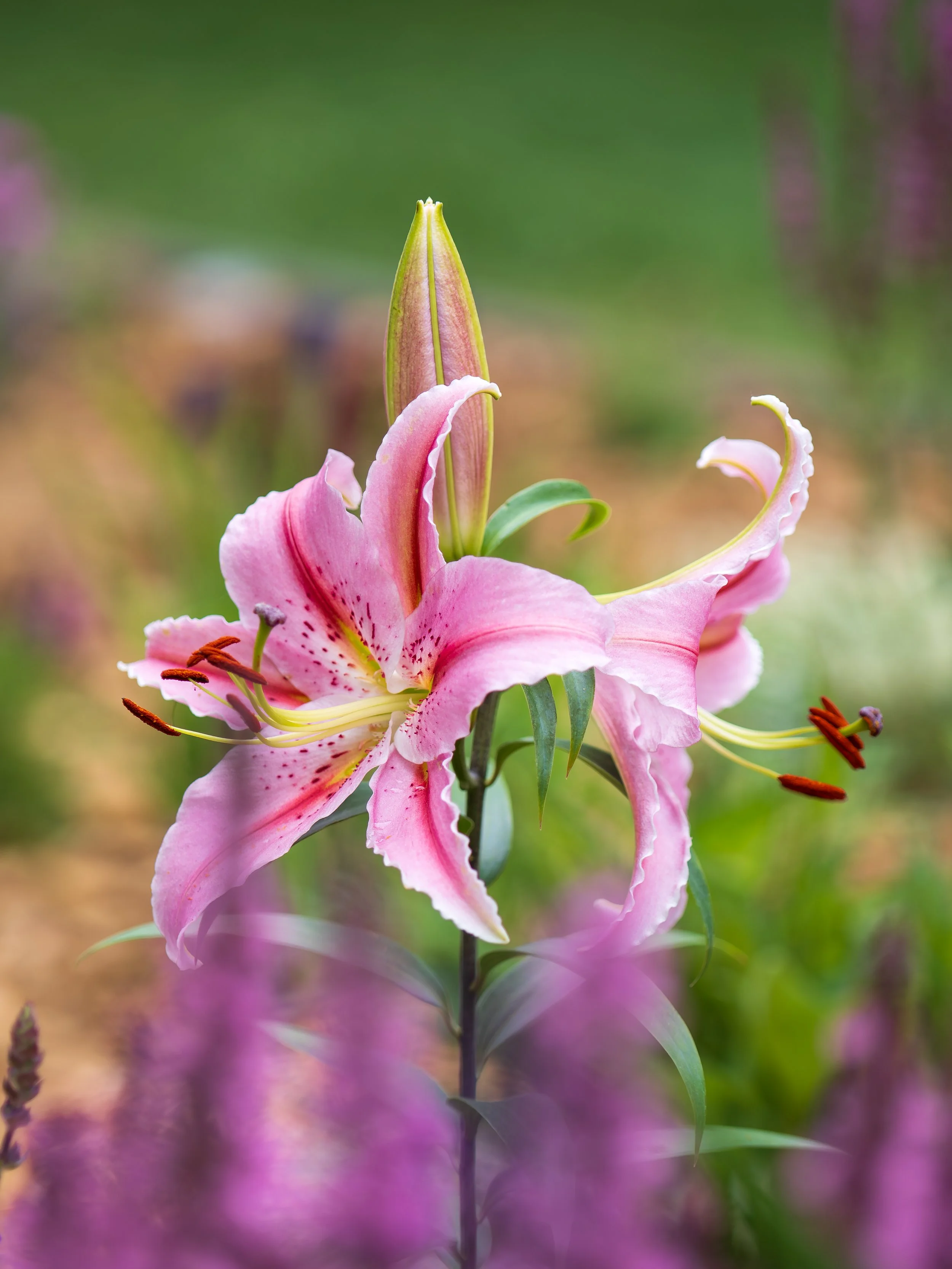 Royal Pink Lily