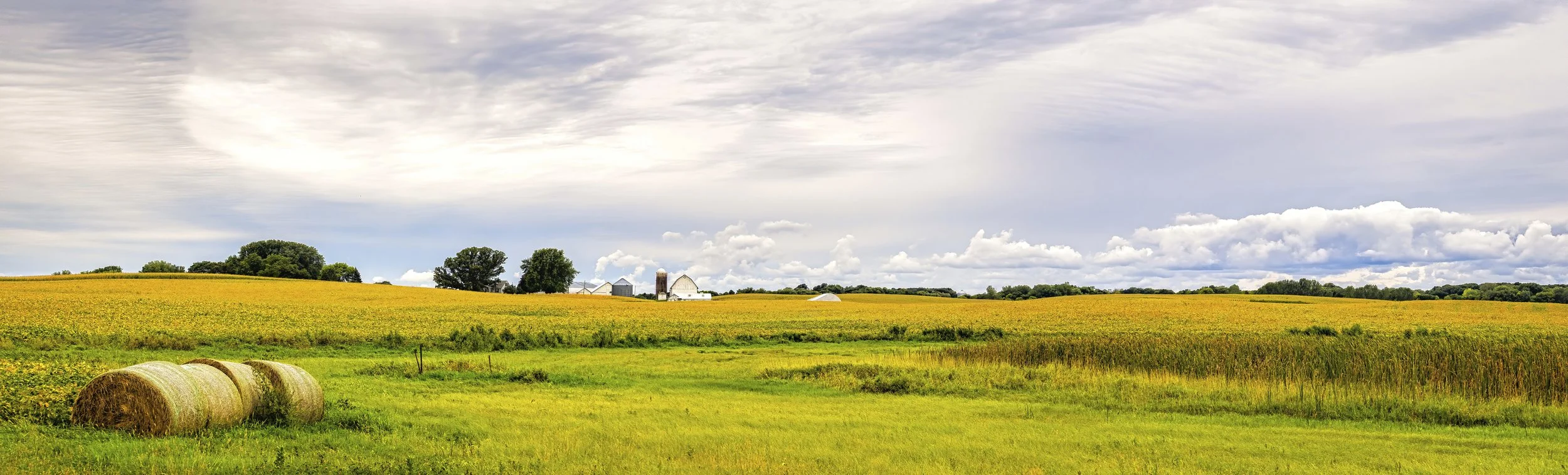 Minnesota Bean Field