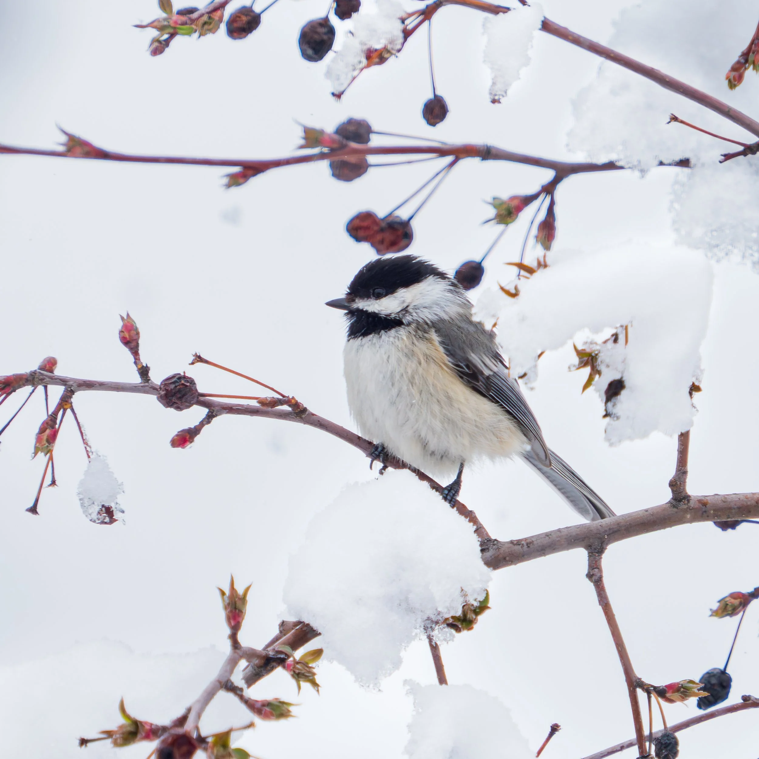 Black Capped Chickadee