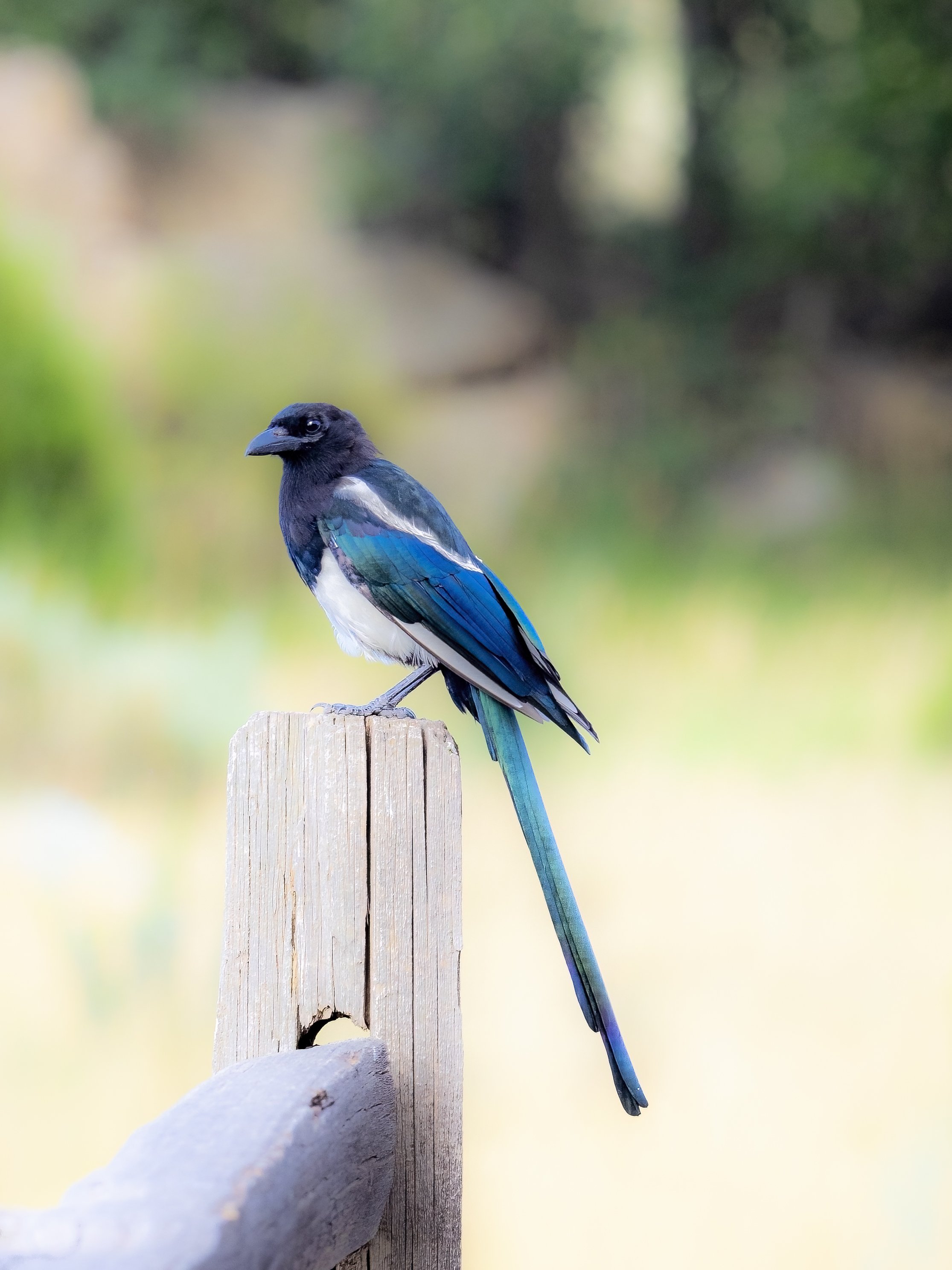 20190903-P9031376-Edit-2.jpg
