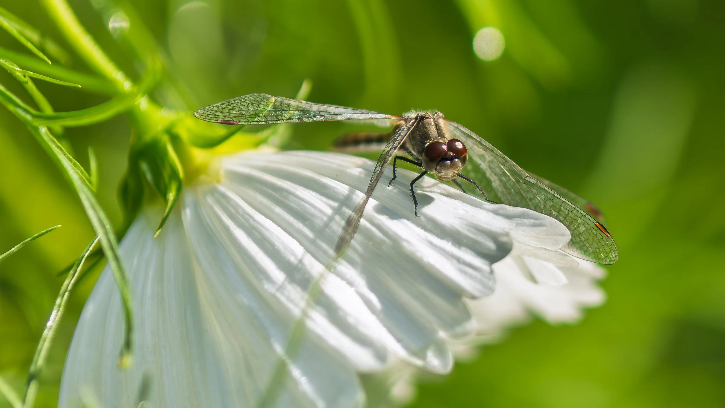 Cosmos And Dragonfly #2