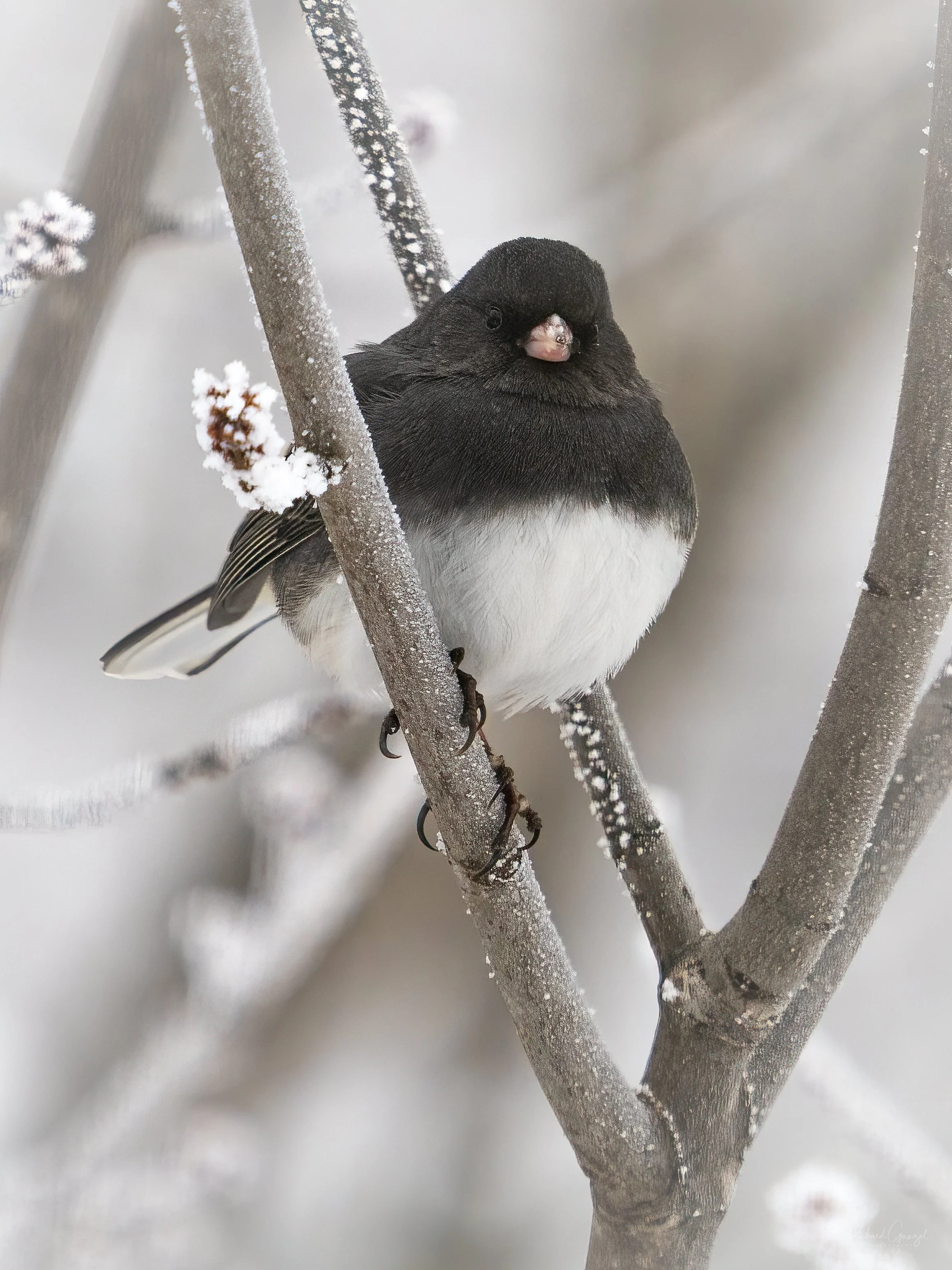 Dark-eyed Junco #02