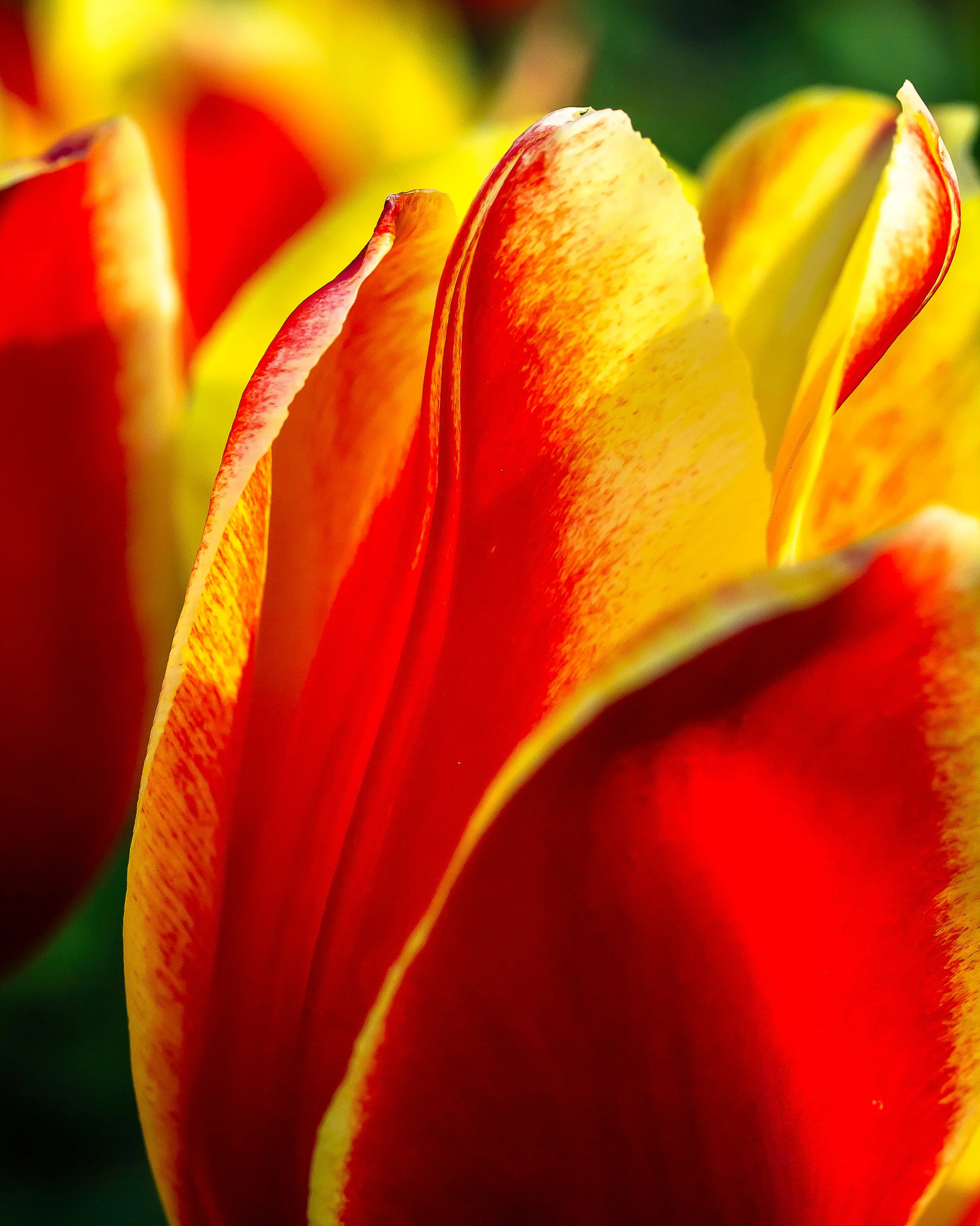 Upclose Tulip