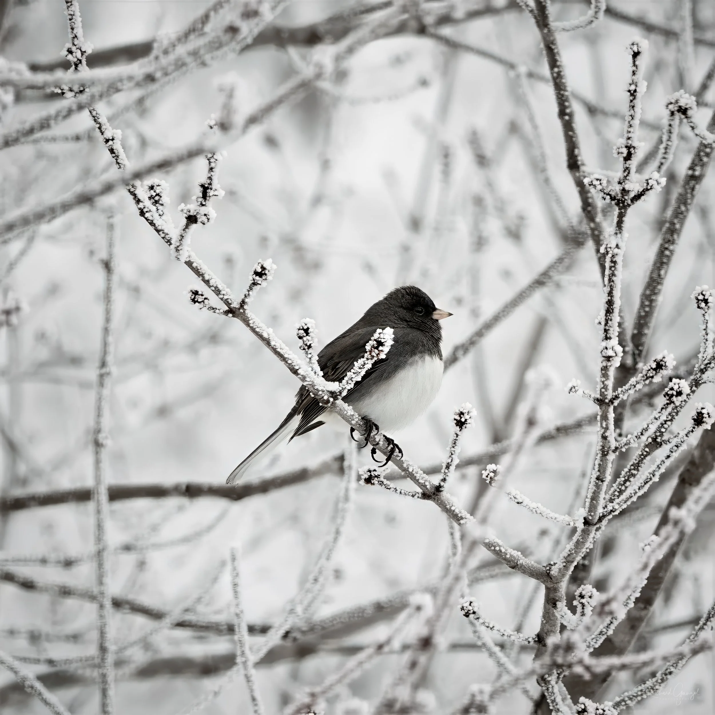 Dark-eyed Junco #01