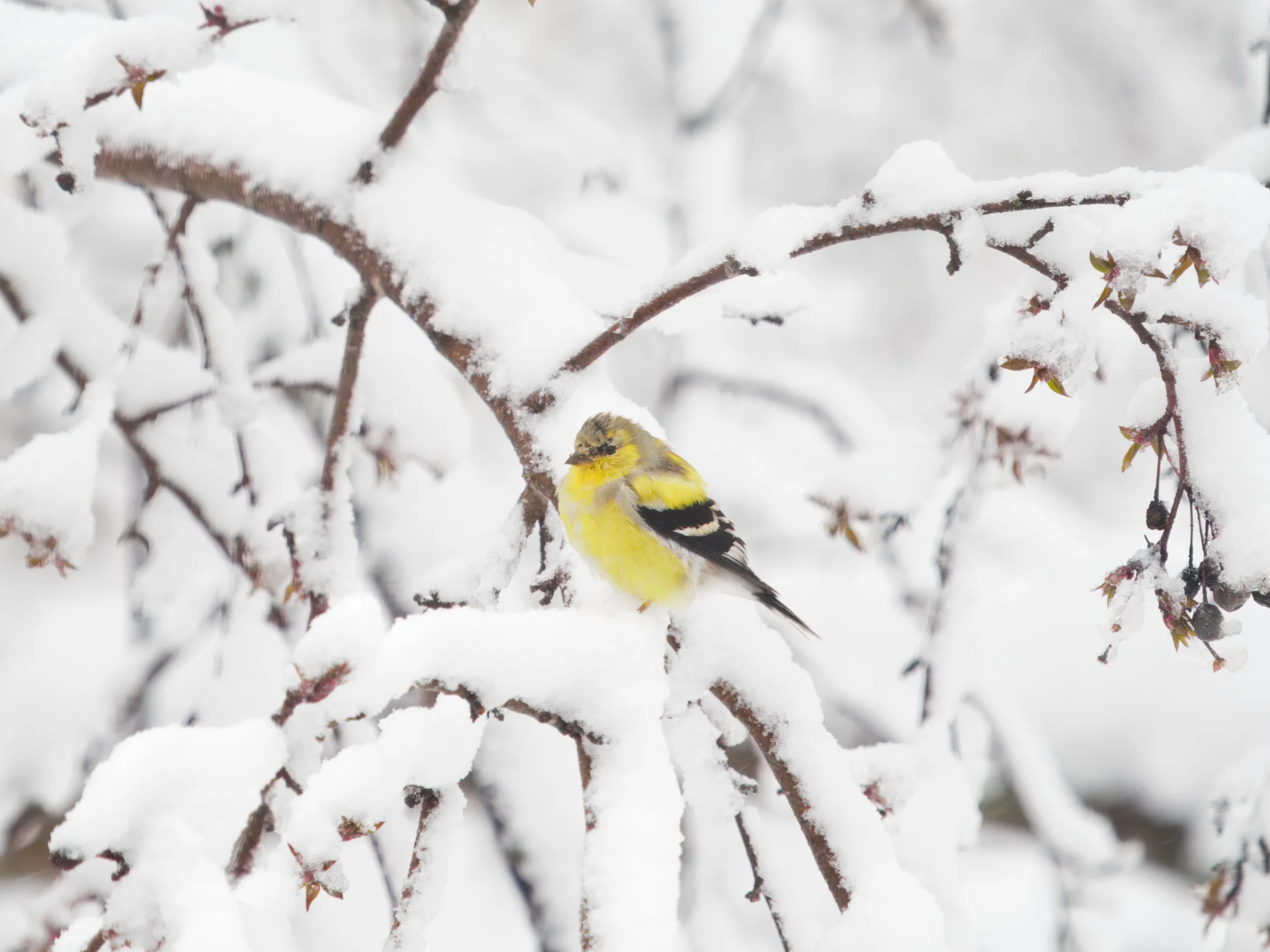 Goldfinch Adopting It's Winter Plumage