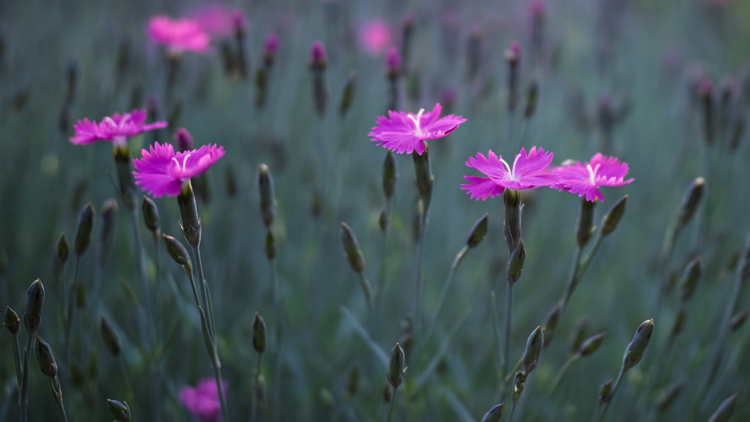Dianthus