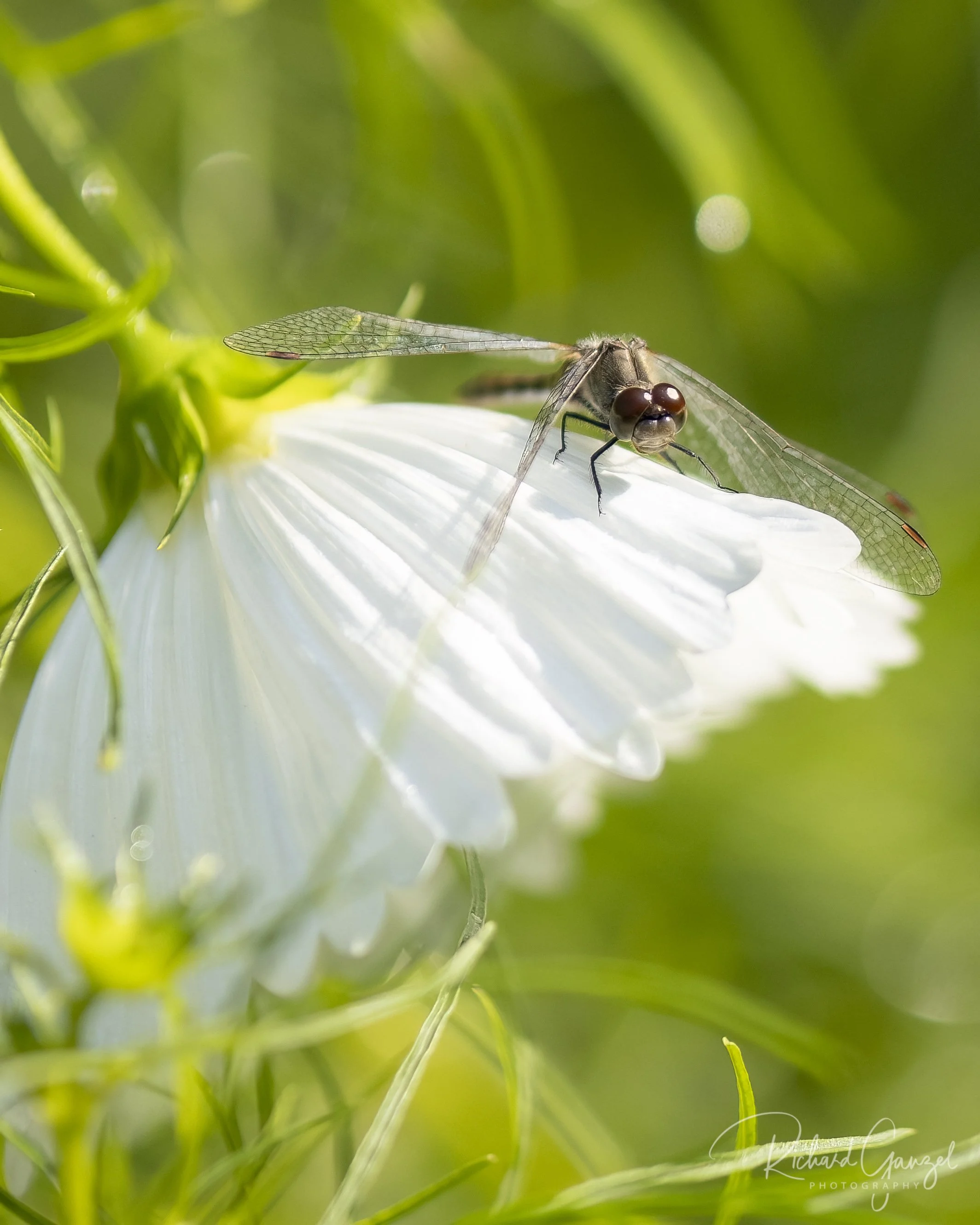 Insects/Flowers