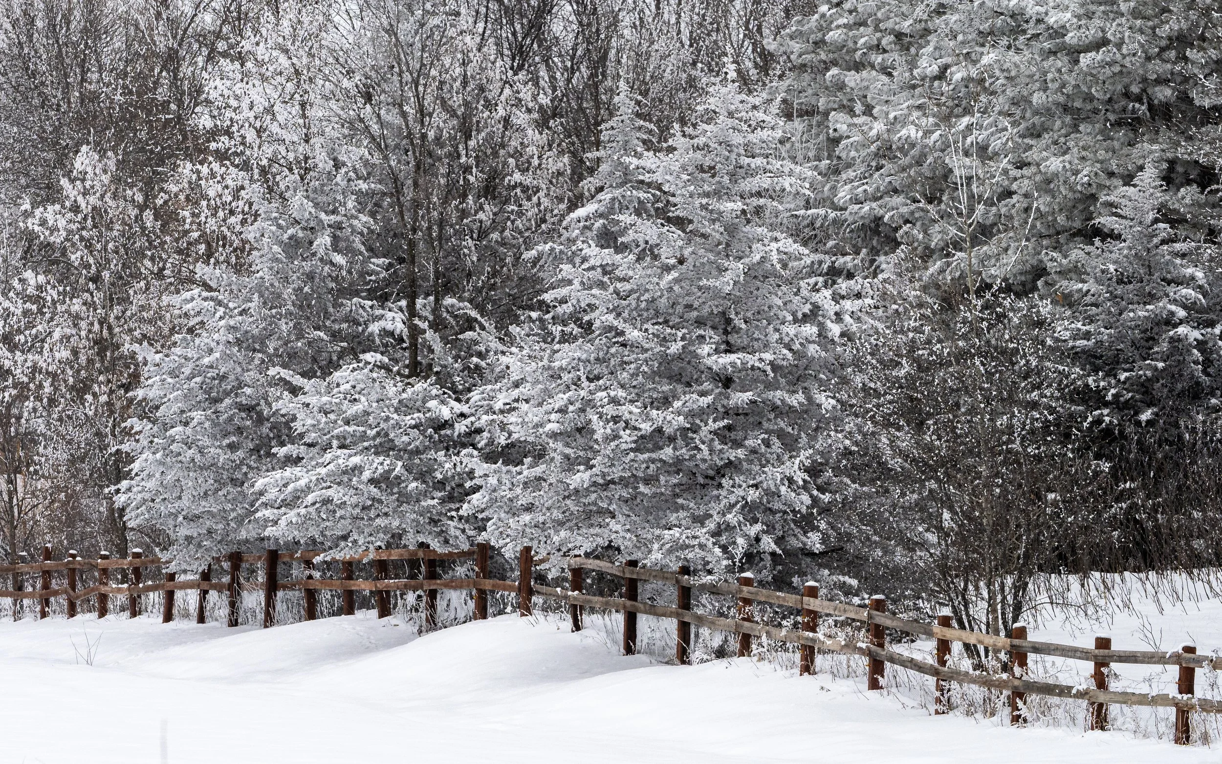 Winter Fence Line