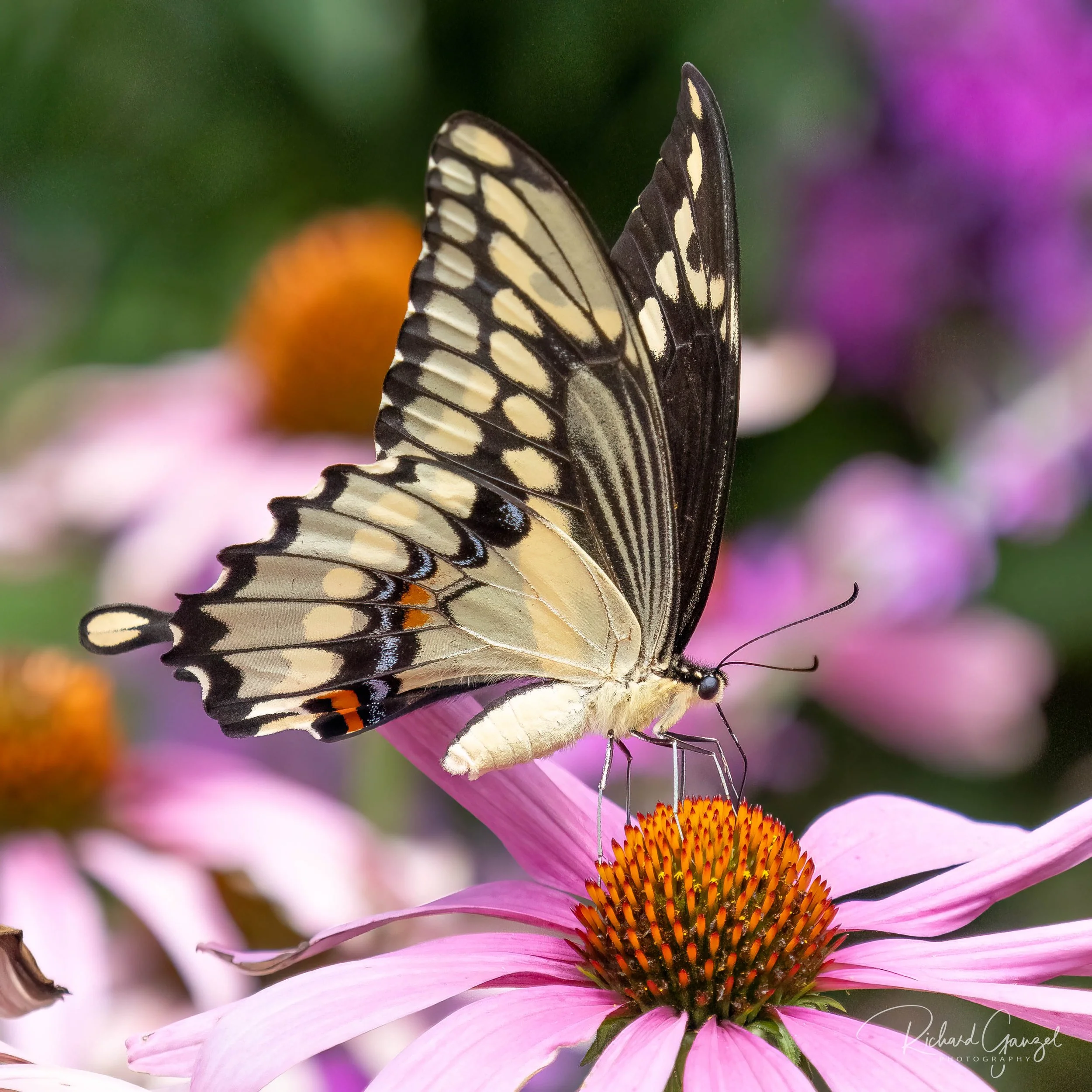 Swallowtail And Purple Coneflower