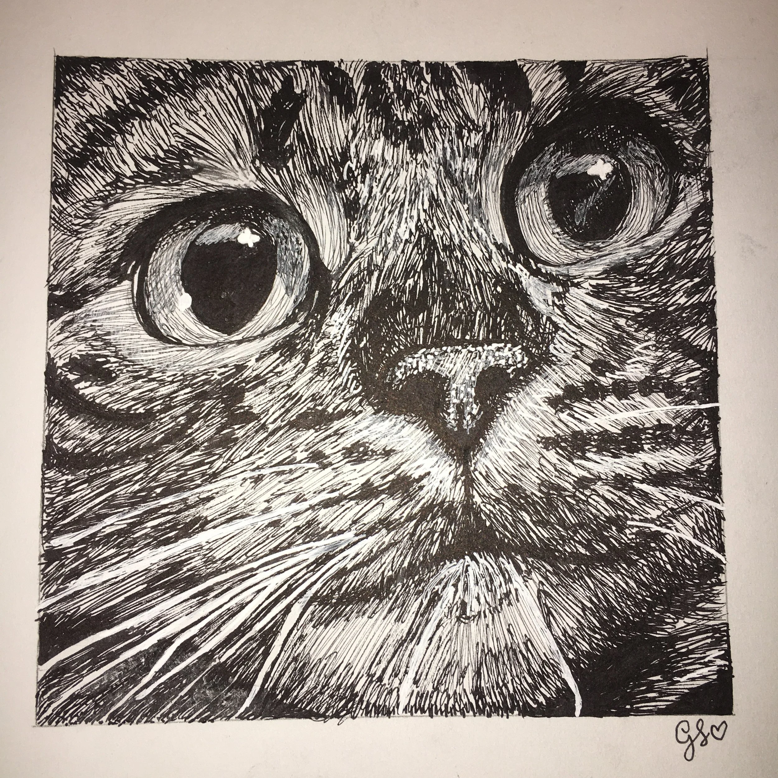 Cat scratch - Ink on Paper by Goldie Snow