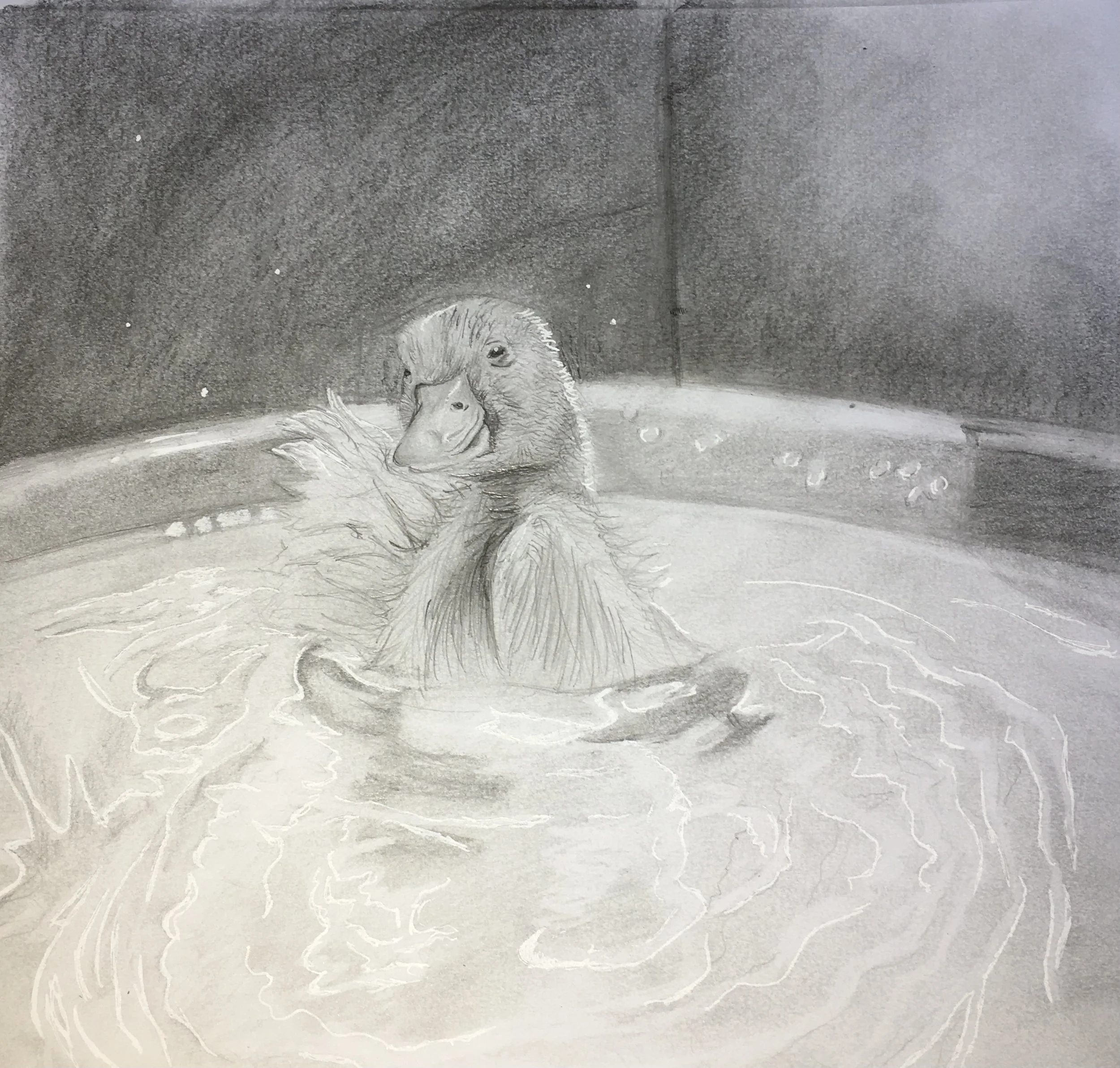 duckling - graphite on paper by Goldie Snow