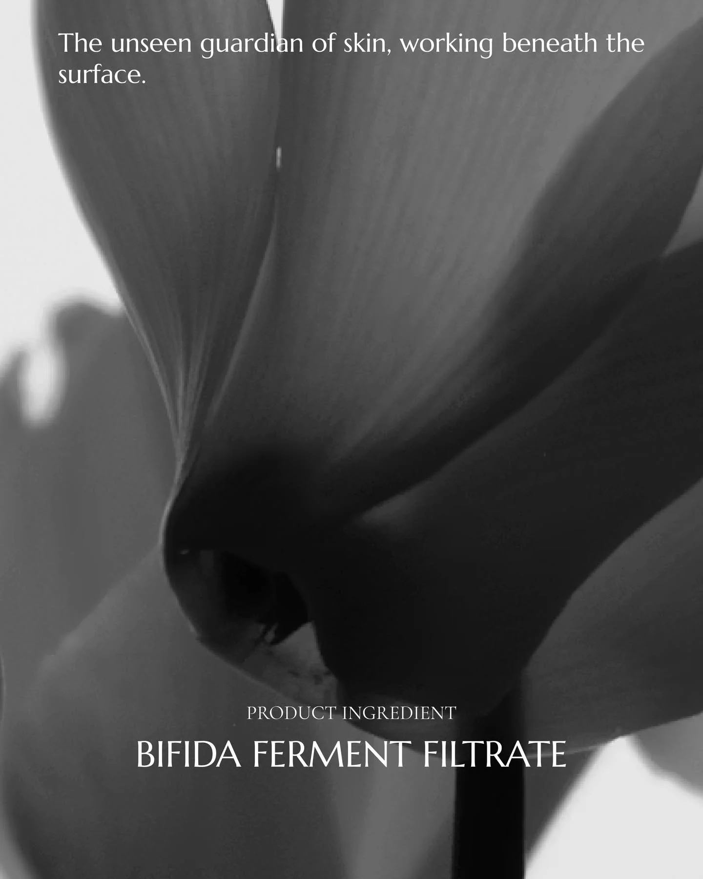 Bifida Ferment Filtrate + PHA 

In our Ingredient Series,
we explore the science behind the key actives in our formulations.

Meet our dual-focus complex:
Bifida Ferment Filtrate and Gluconolactone (PHA).

Carefully selected to help maintain skin res