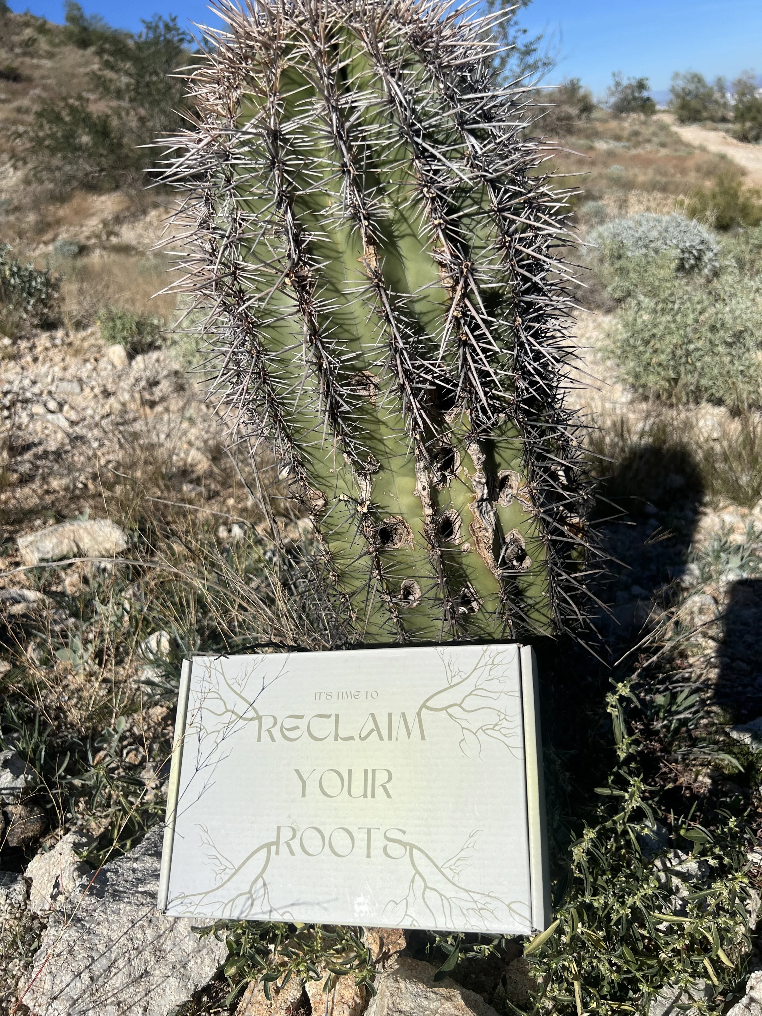 Close-up of a tall cactus with spines and a sign in front that reads 'It's time to reclaim your roots,' situated in a desert landscape with dry plants and rocky terrain under a clear blue sky.