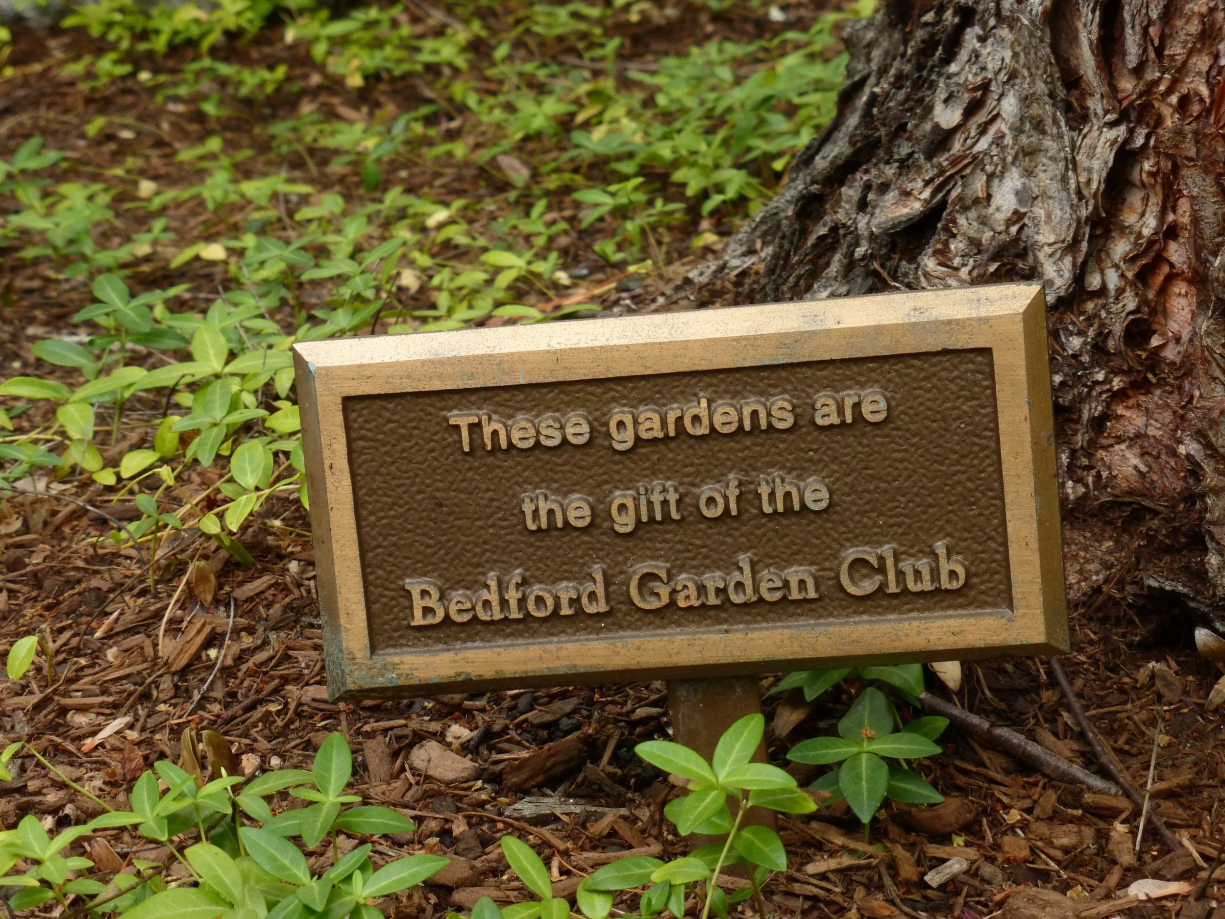 A bronze plaque on the ground in a garden next to a tree trunk, with green plants around, reading: 'These gardens are the gift of the Bedford Garden Club.'
