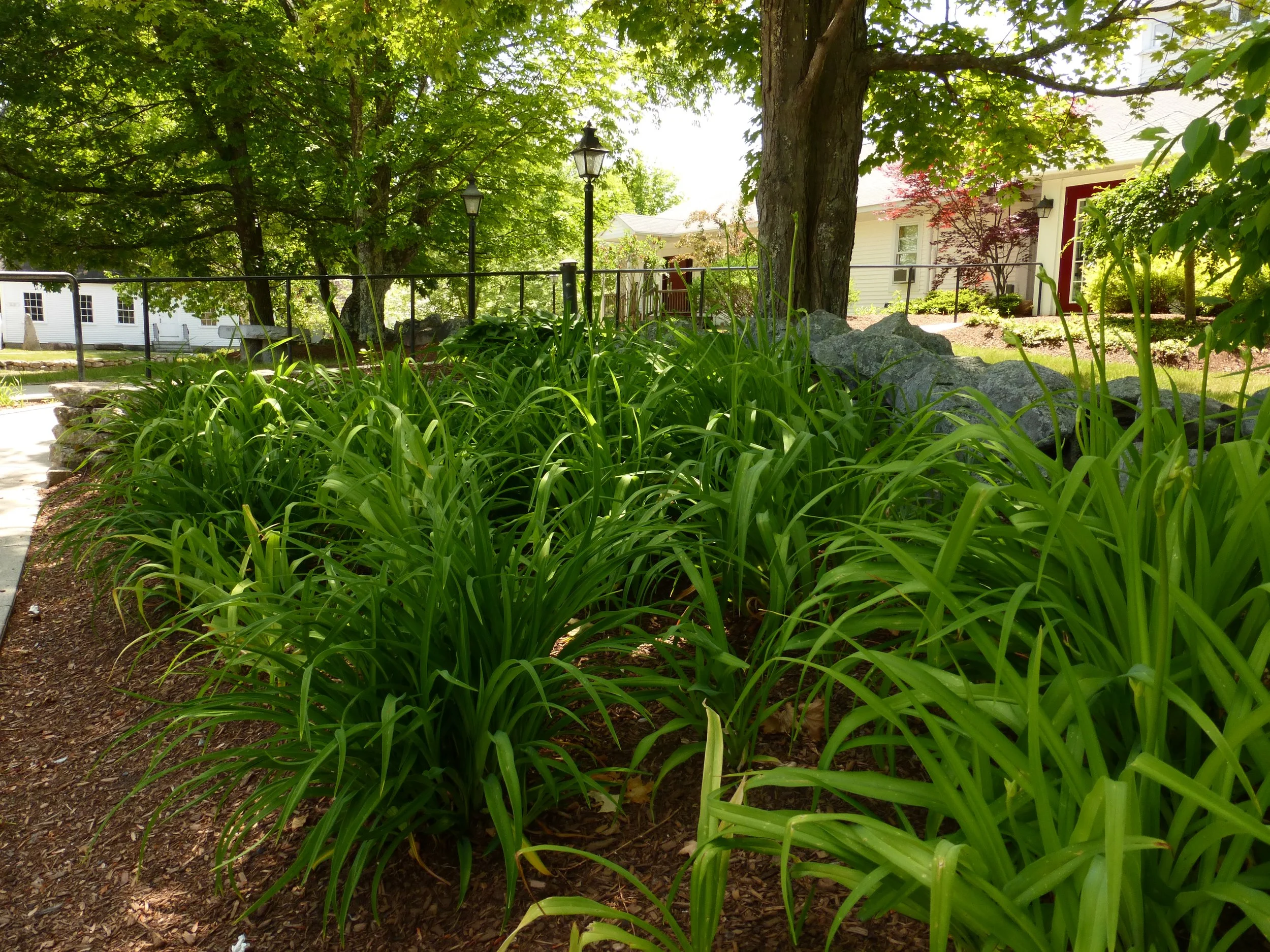 Green plants and grass in a garden with a large tree and houses in the background, sunlight filtering through the leaves.