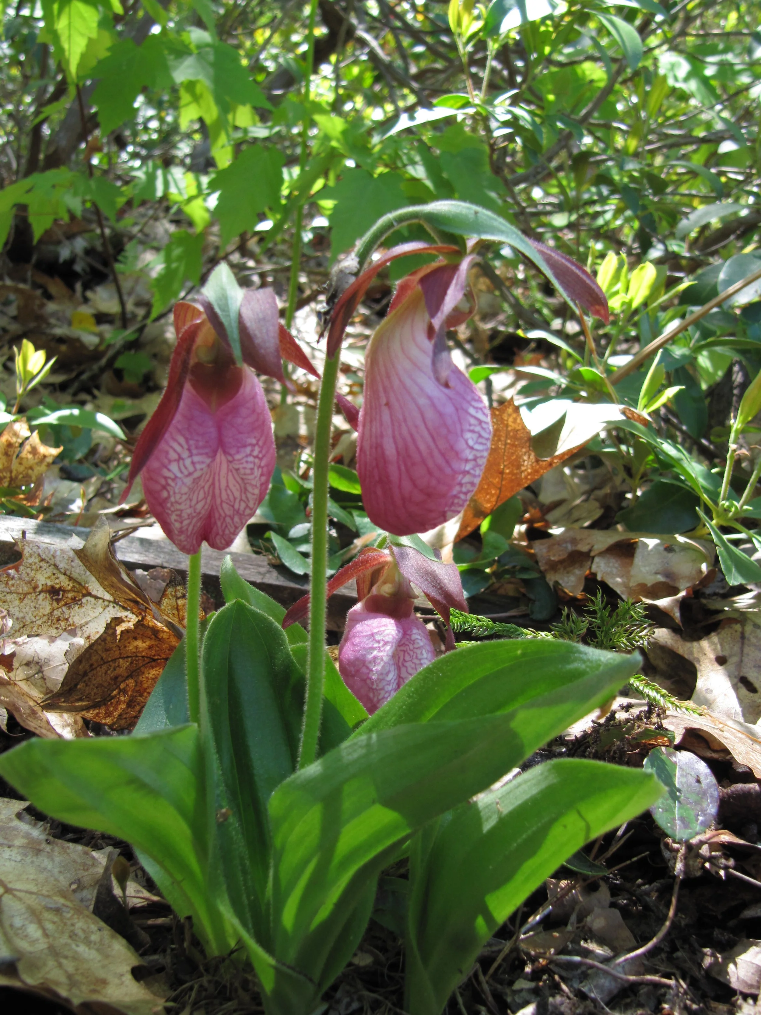Pink and purple lady's slipper orchids growing among green leaves and fallen autumn leaves on the forest floor.