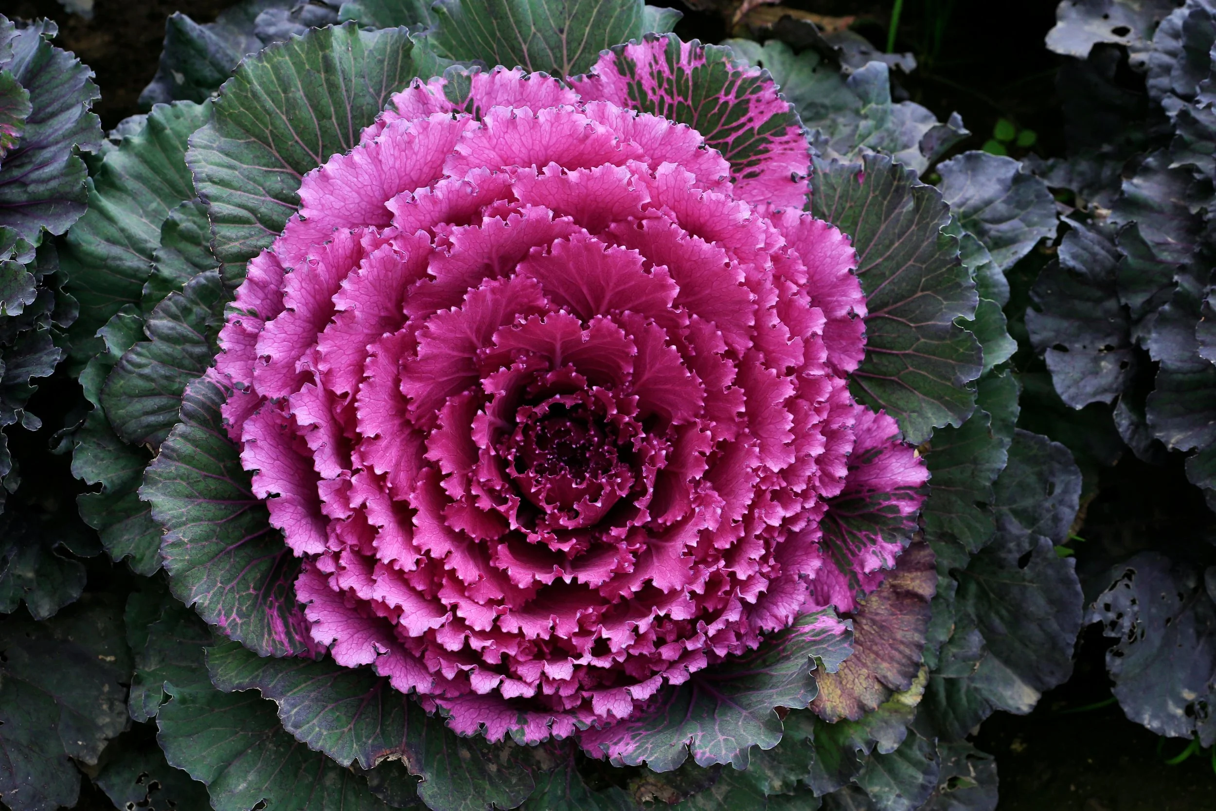 Ornamental Kale