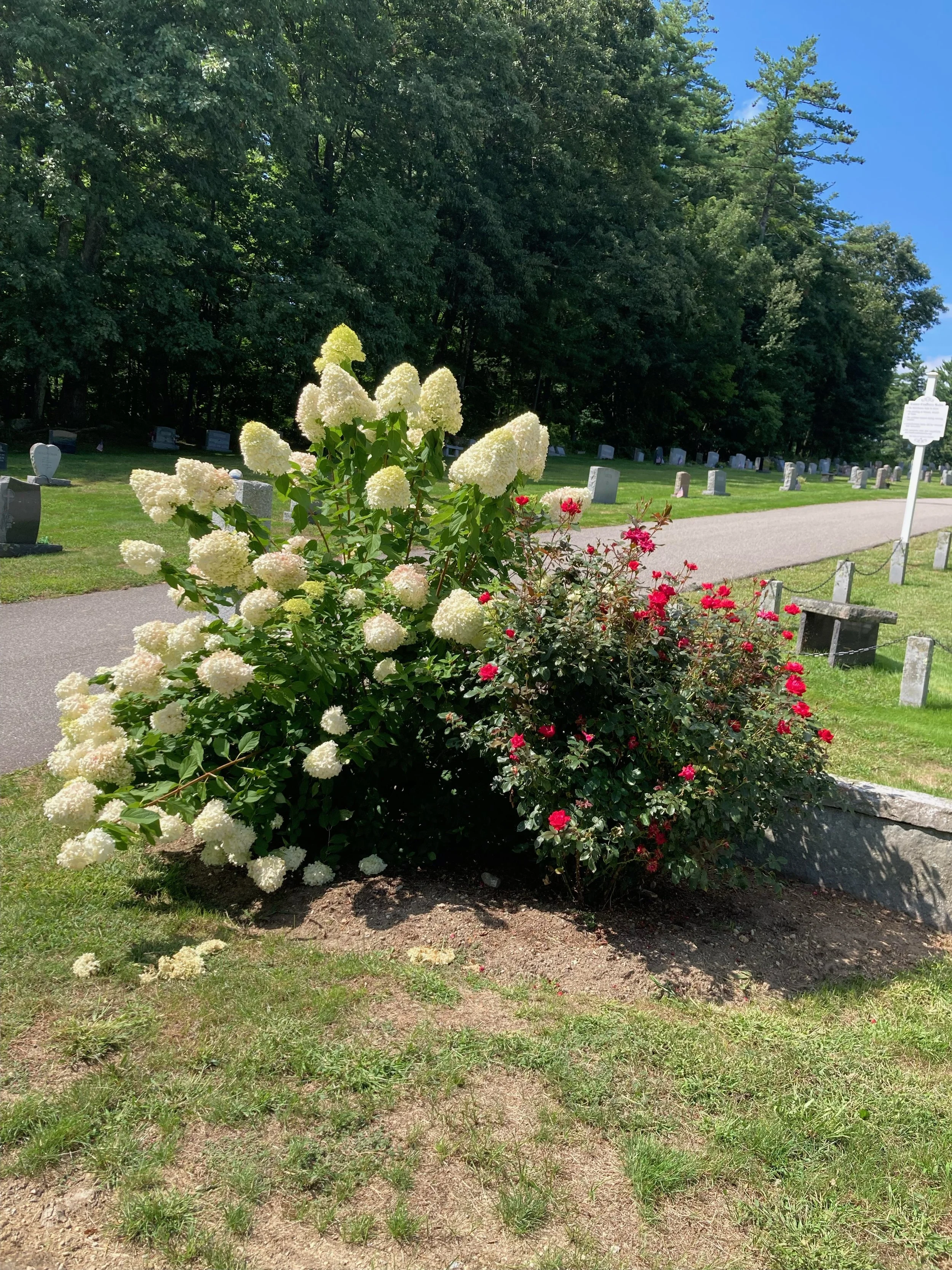 White hydrangea and red rose bushes in front of a cemetery with headstones and a sign, under a partly cloudy sky.