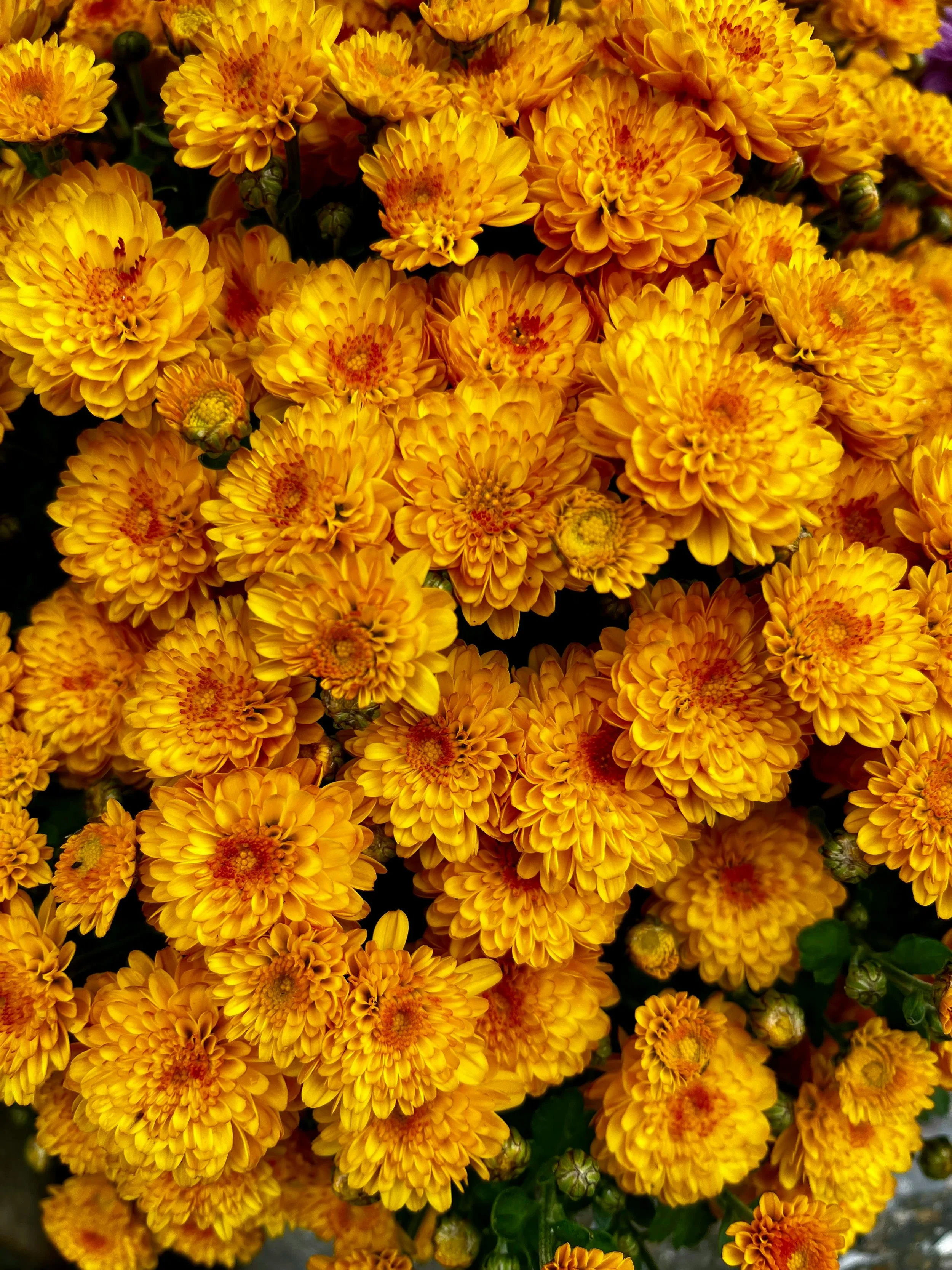 9" Yellow Mum