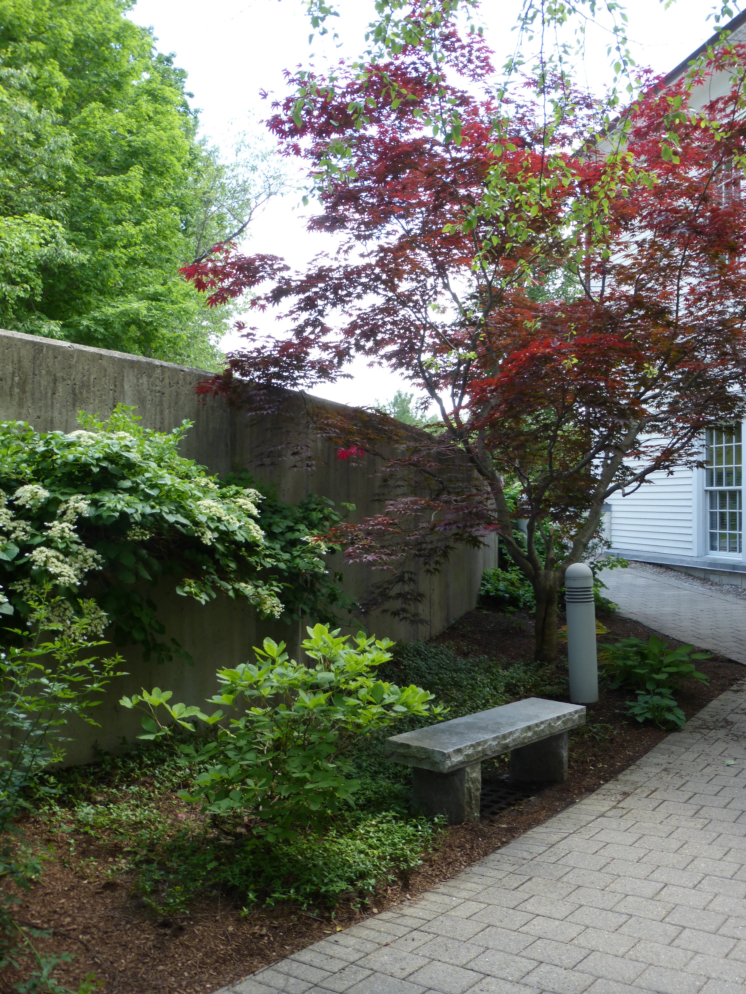 A small garden with a red-leafed tree, green shrubs, a concrete bench, and a white bollard light, adjacent to a paved walkway and a house with white siding.