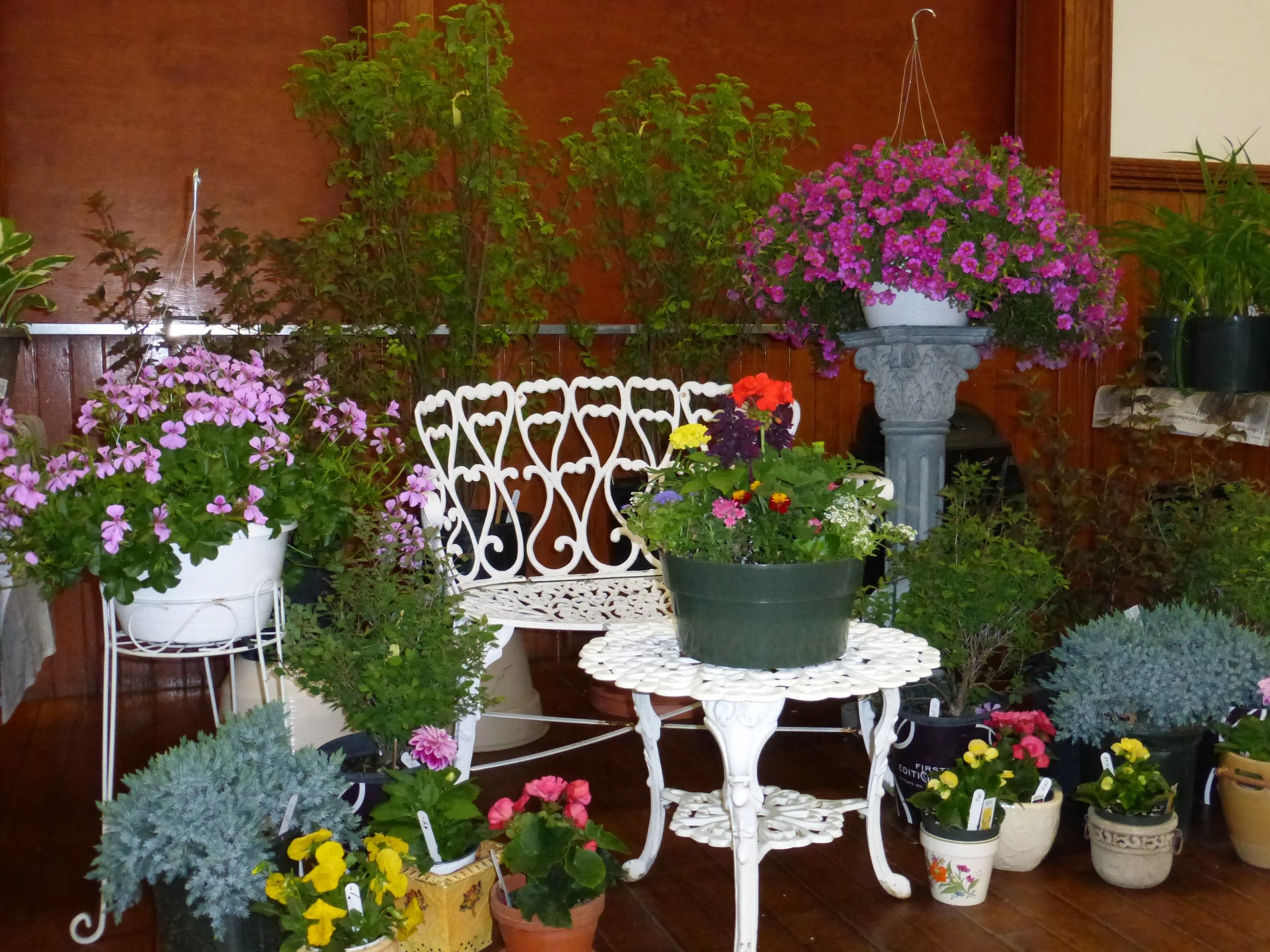 Indoor garden scene with various potted flowering plants, including pink, yellow, purple, and red flowers, arranged around a white decorative metal bench and table, with a wooden paneled wall in the background.