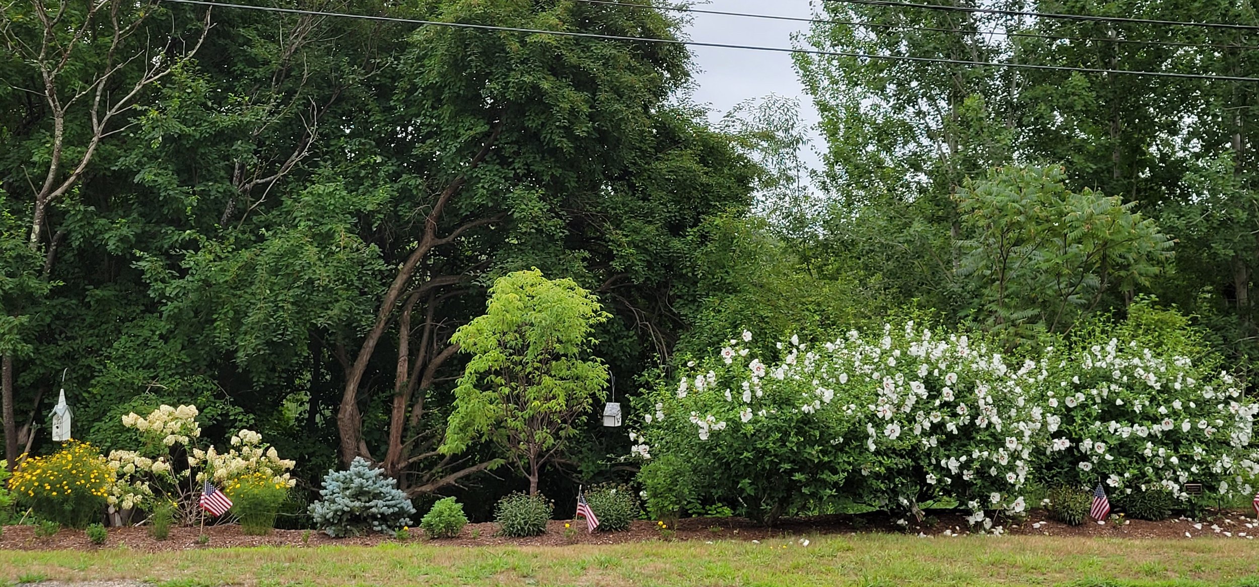 A garden with various flowering plants, including white and yellow flowers, small American flags, a birdhouse, and a bird feeder, with trees and shrubbery in the background.