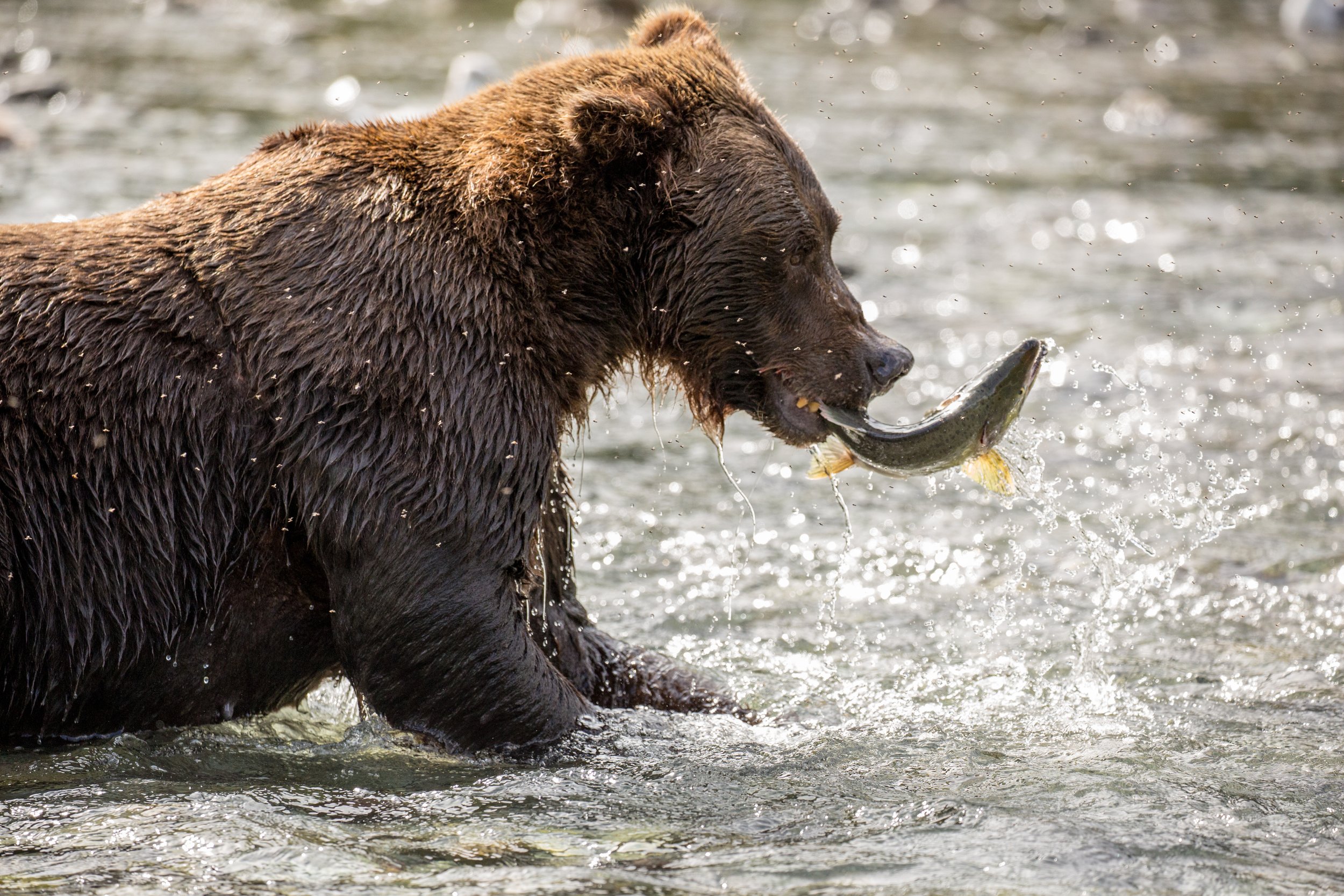 20150821150821 Alaska Day 9 (2)424.jpg