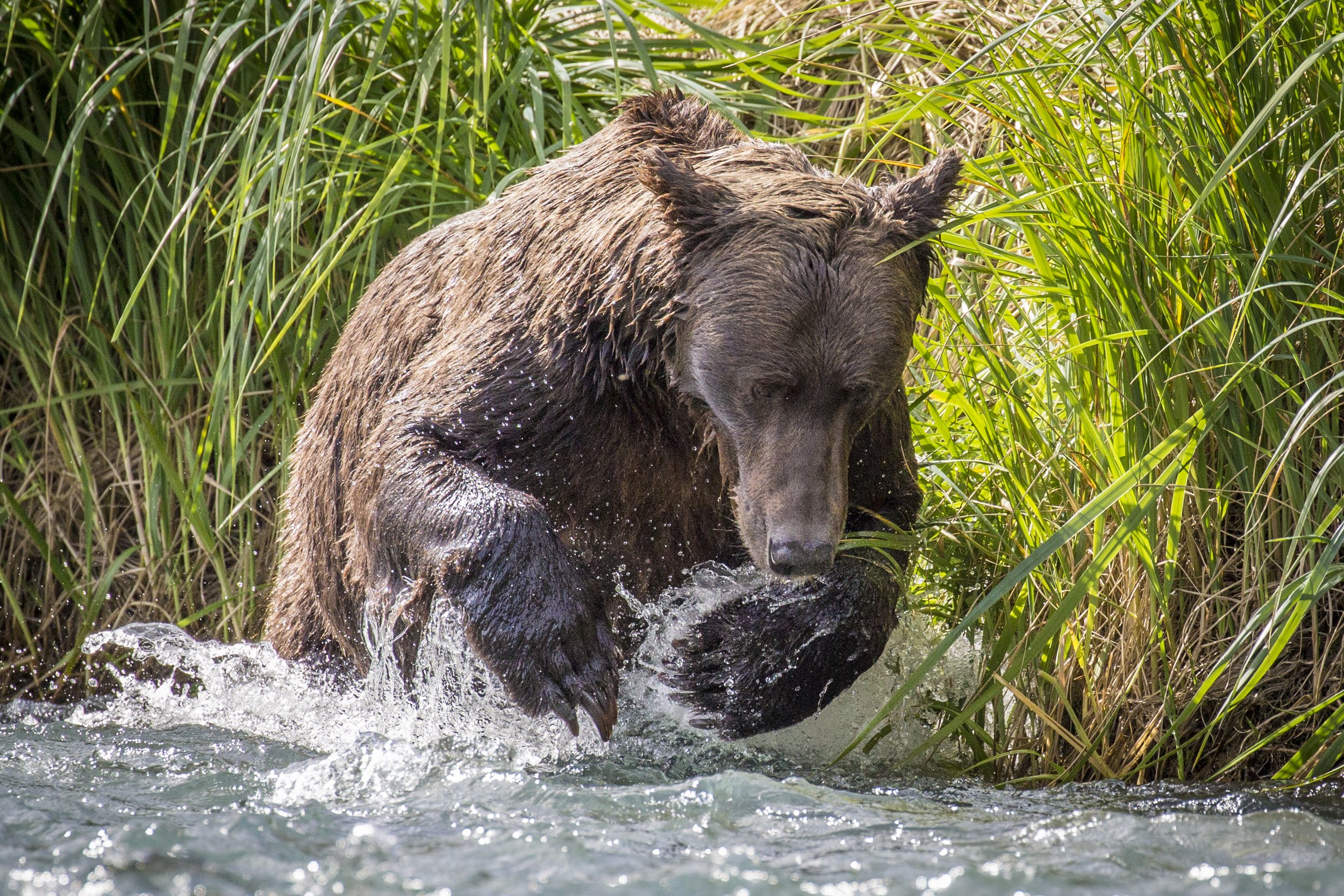 20150823150823 Alaska Day 11 PM2341.jpg