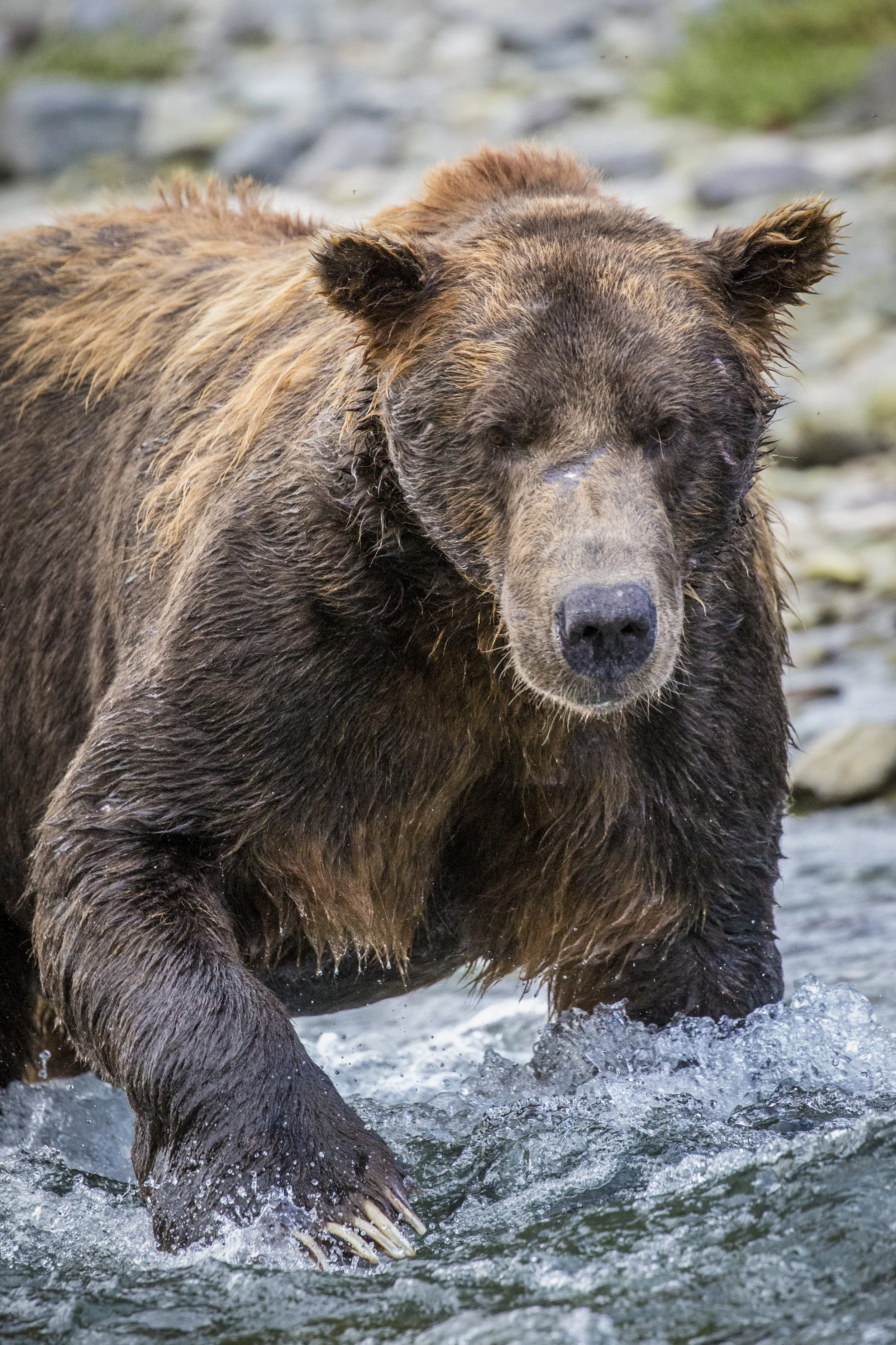 20150823150823 Alaska Day 1172.jpg