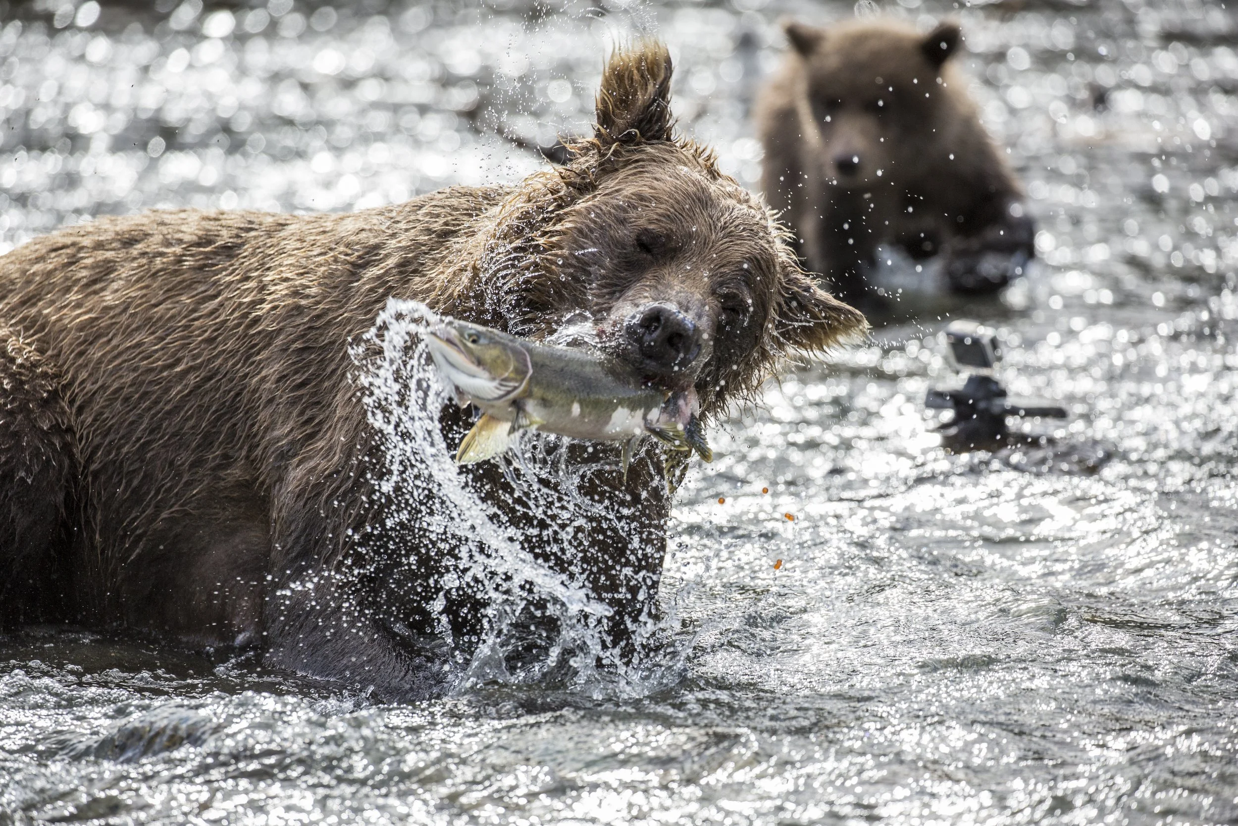 20150823150823 Alaska Day 11 PM317-2.jpg