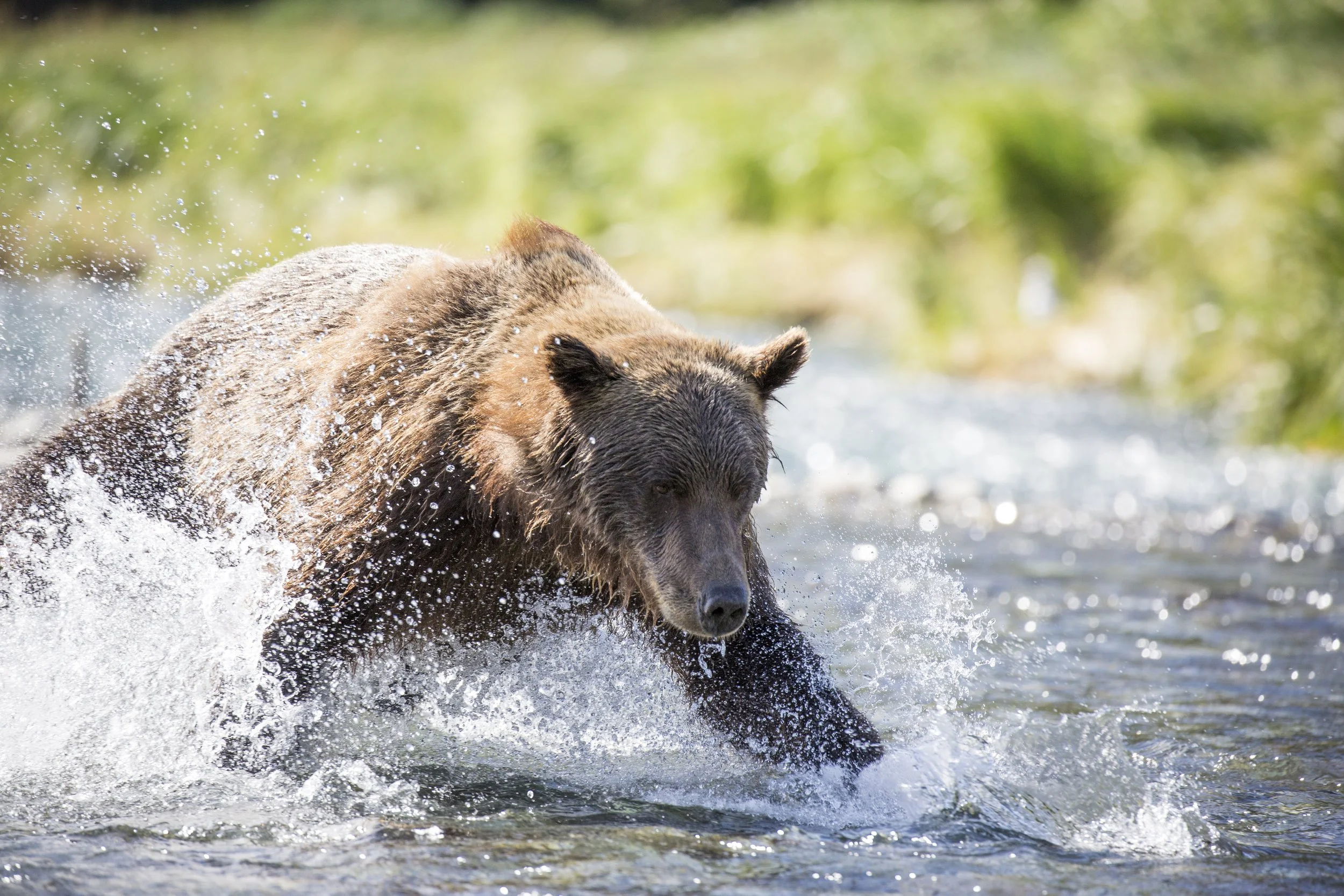 20150822150822 Alaska Safari Day 10 PM27.jpg