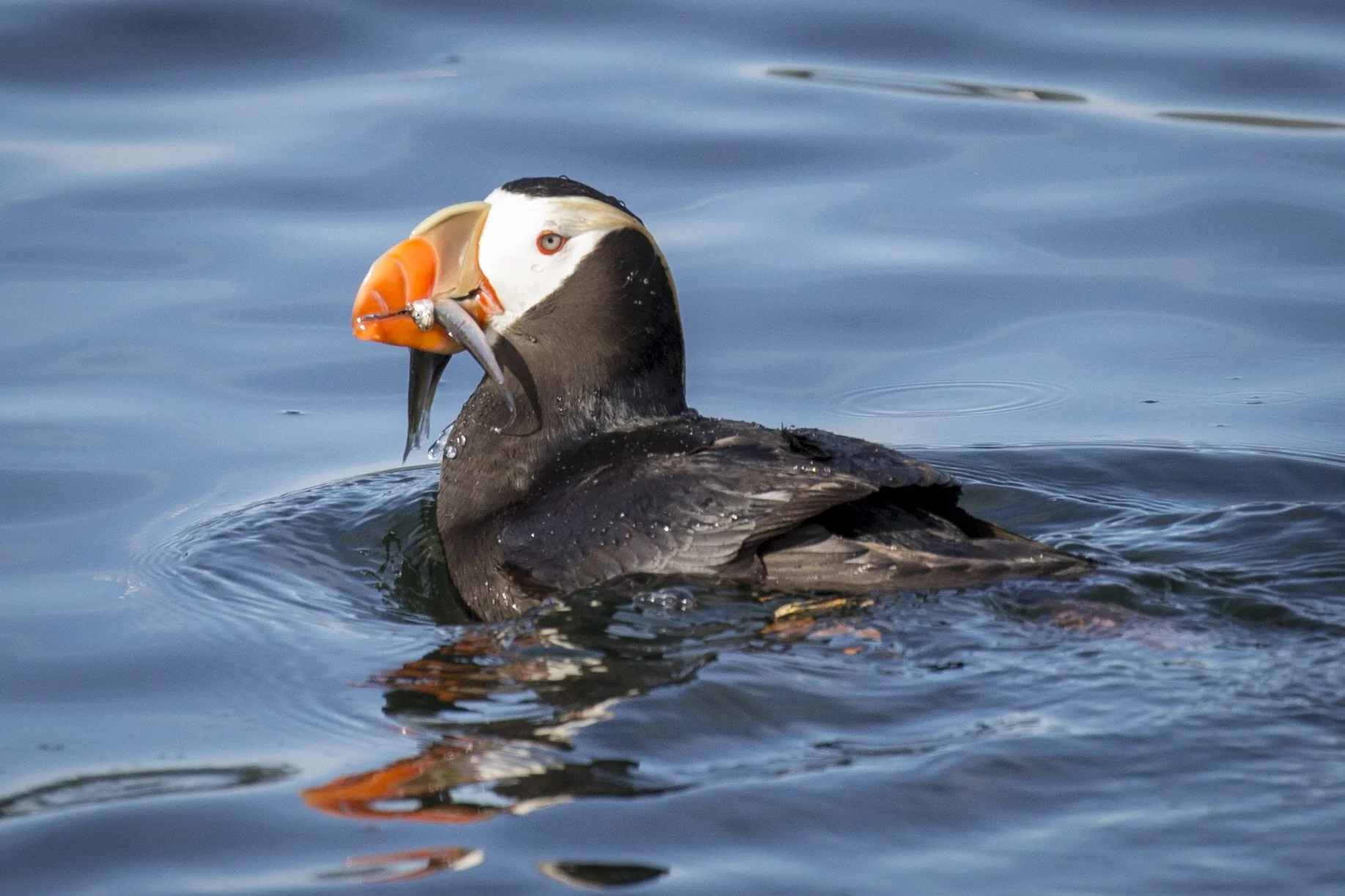 20150820150819 Alaska Day 7466.jpg