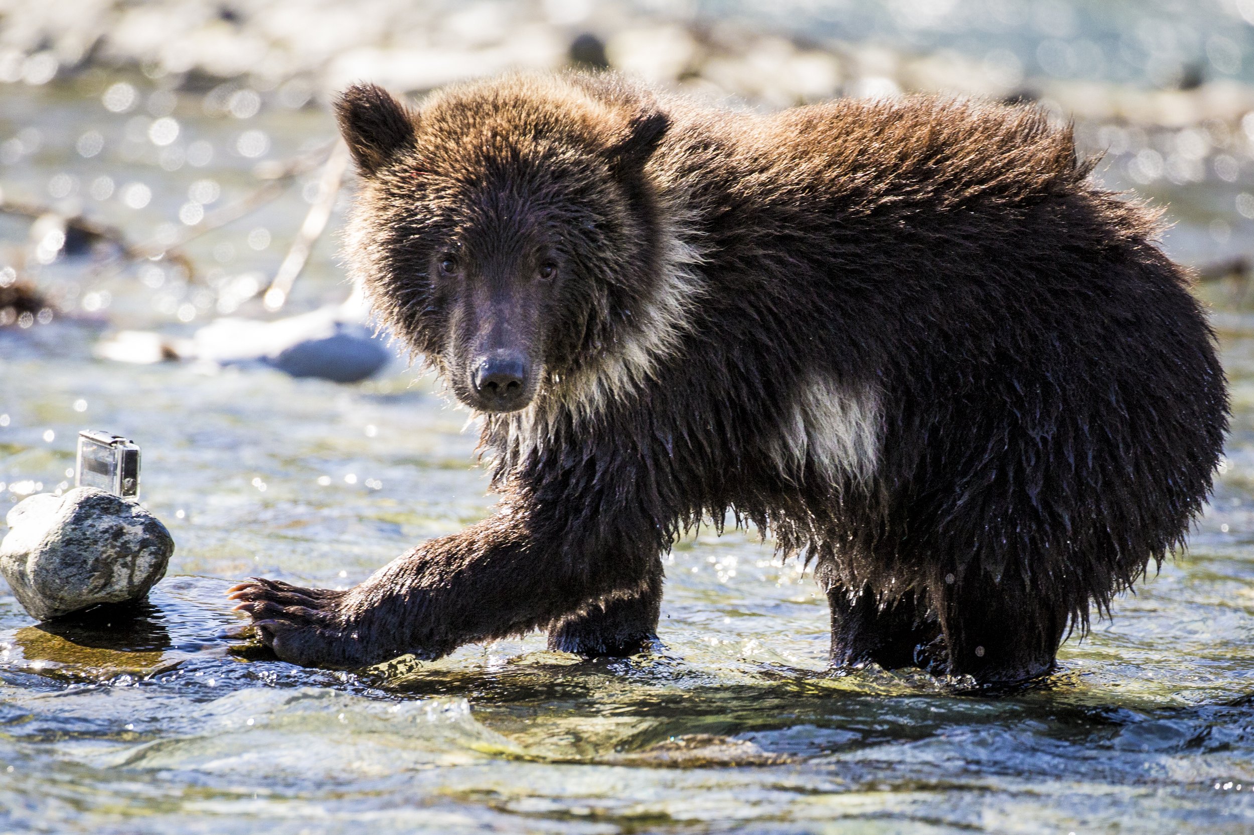 20150822150822 Alaska Safari Day 10 PM55.jpg
