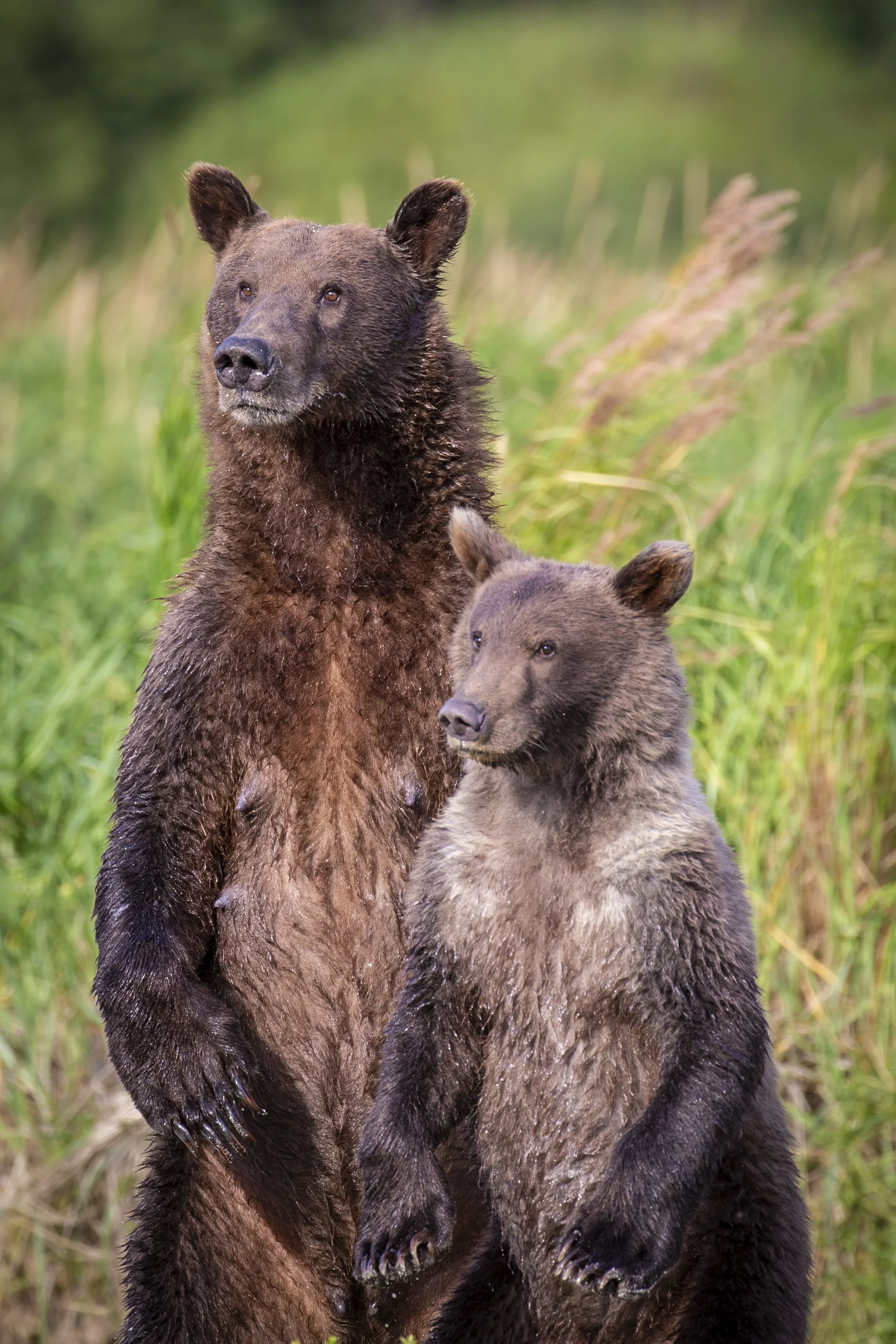 20150822150822 Alaska Safari Day 10 PM2207-Enhanced-NR.jpg
