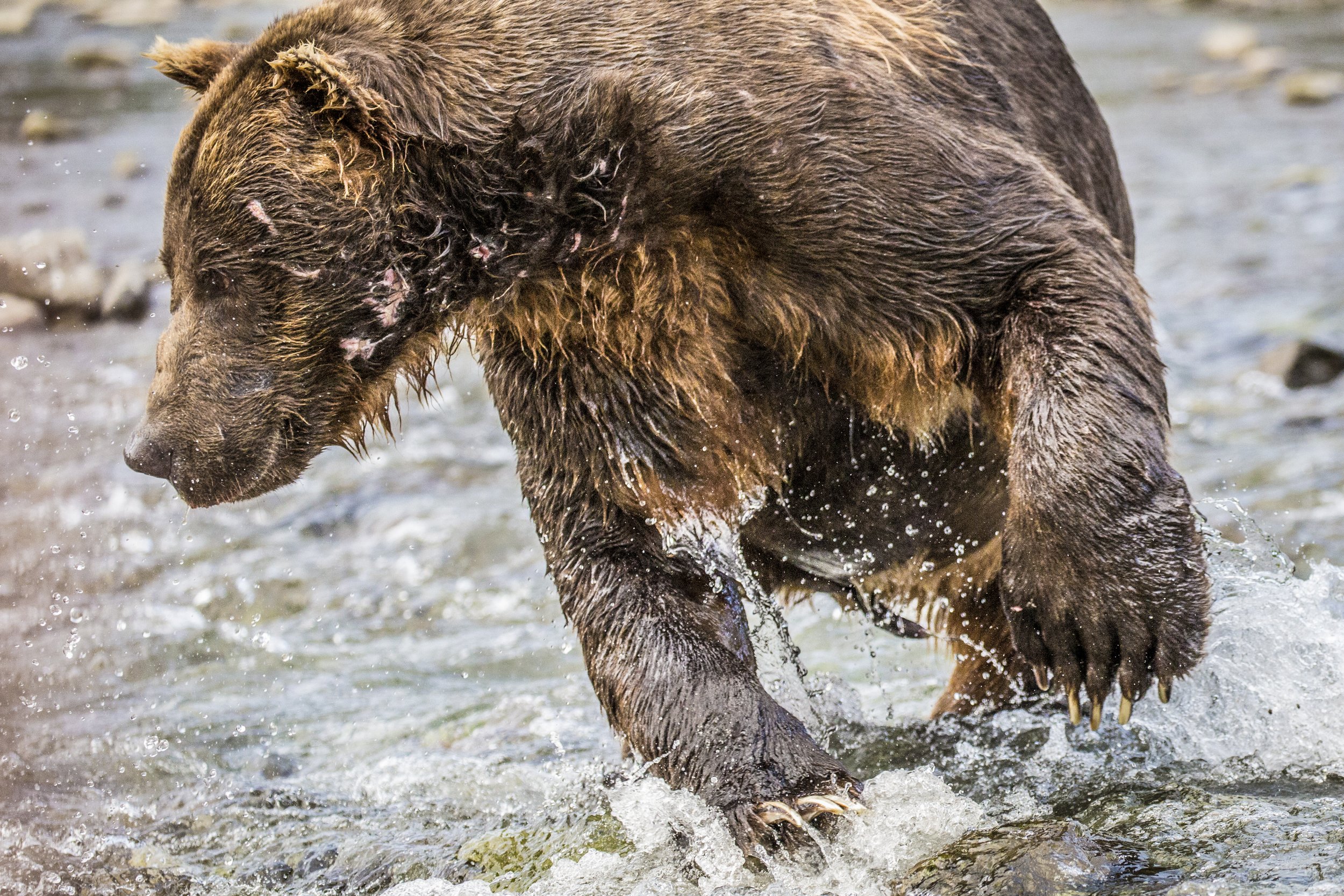 20150823150823 Alaska Day 1177.jpg