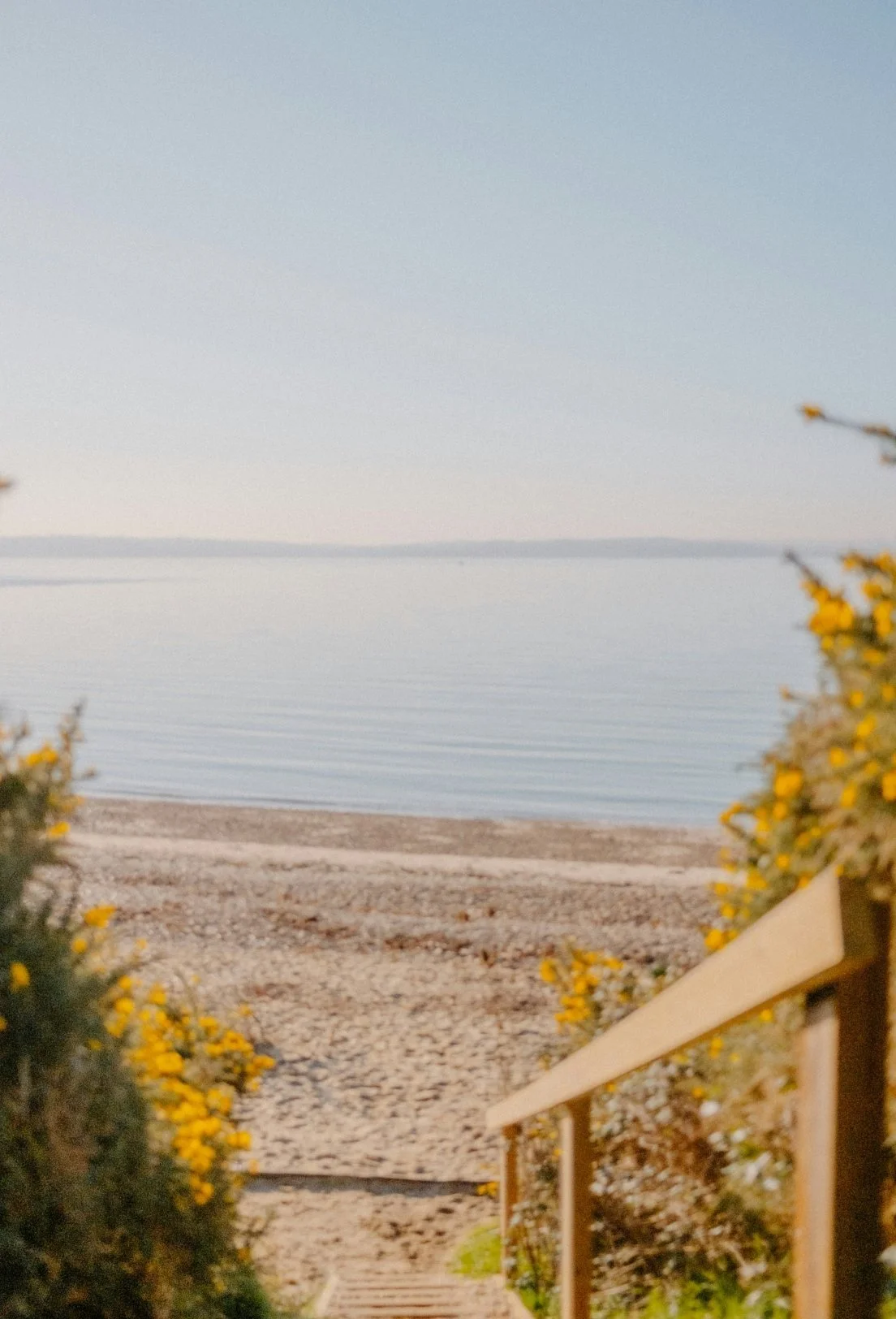 A pathway leading through bushes with yellow flowers down to a sandy beach and calm water under a clear sky.