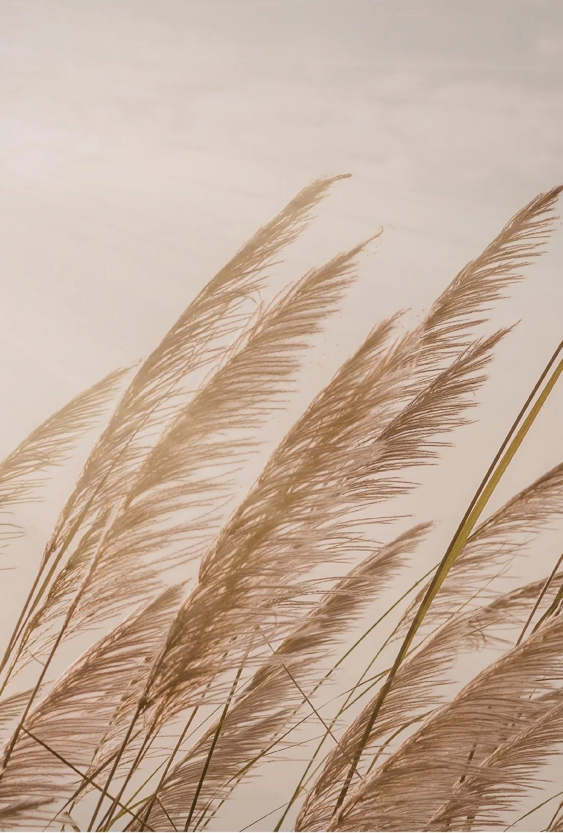 Close-up of tall, beige, feathery grass stalks against a pale sky background.