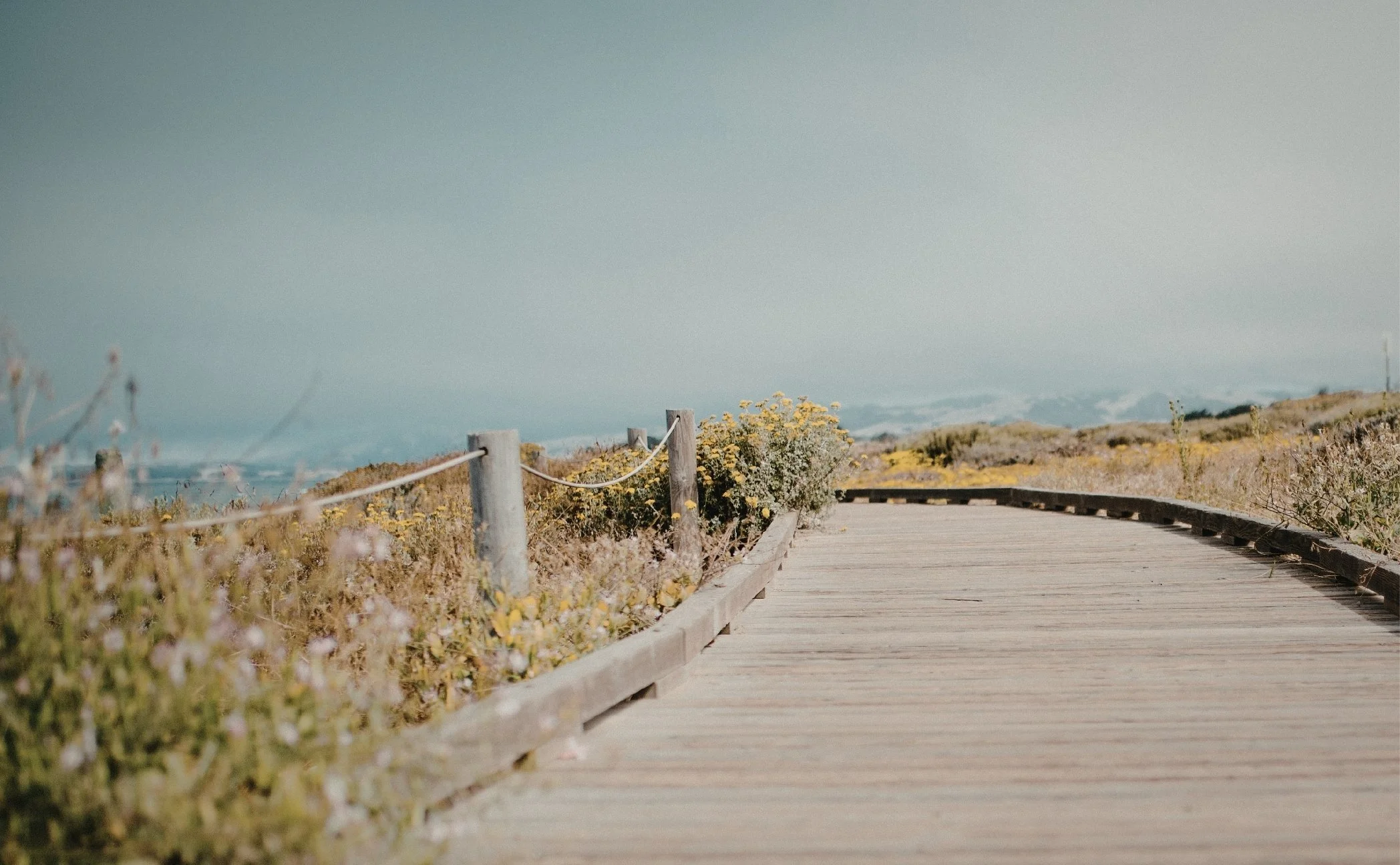 Wooden pathway surrounded by yellow and white wildflowers on a sunny day with a clear sky.