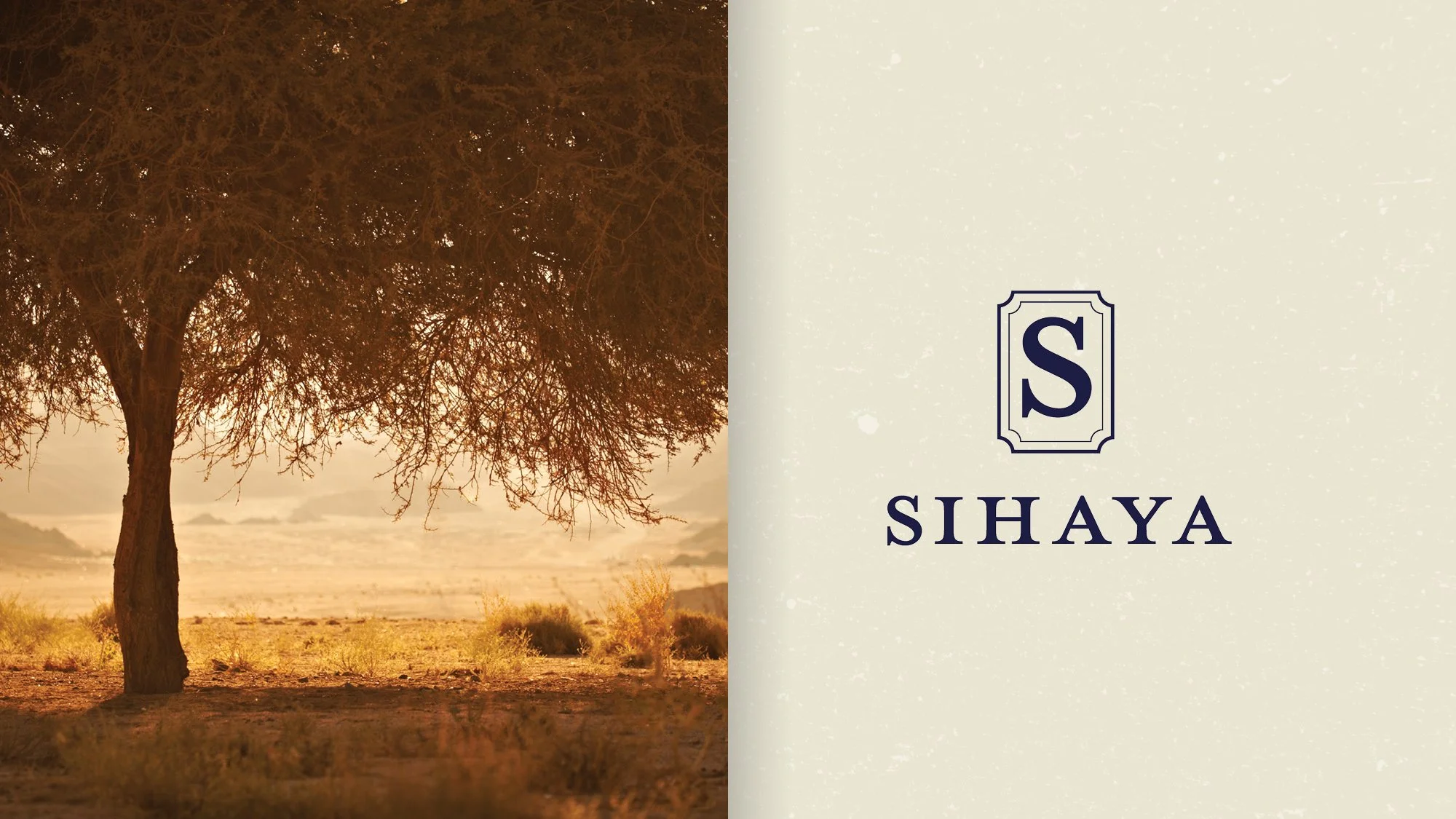 A wide shot of a solitary tree with a thick trunk and dense foliage, standing by the shoreline at sunset or sunrise, with a calm body of water and distant landforms in the background. The scene has a warm, amber glow.