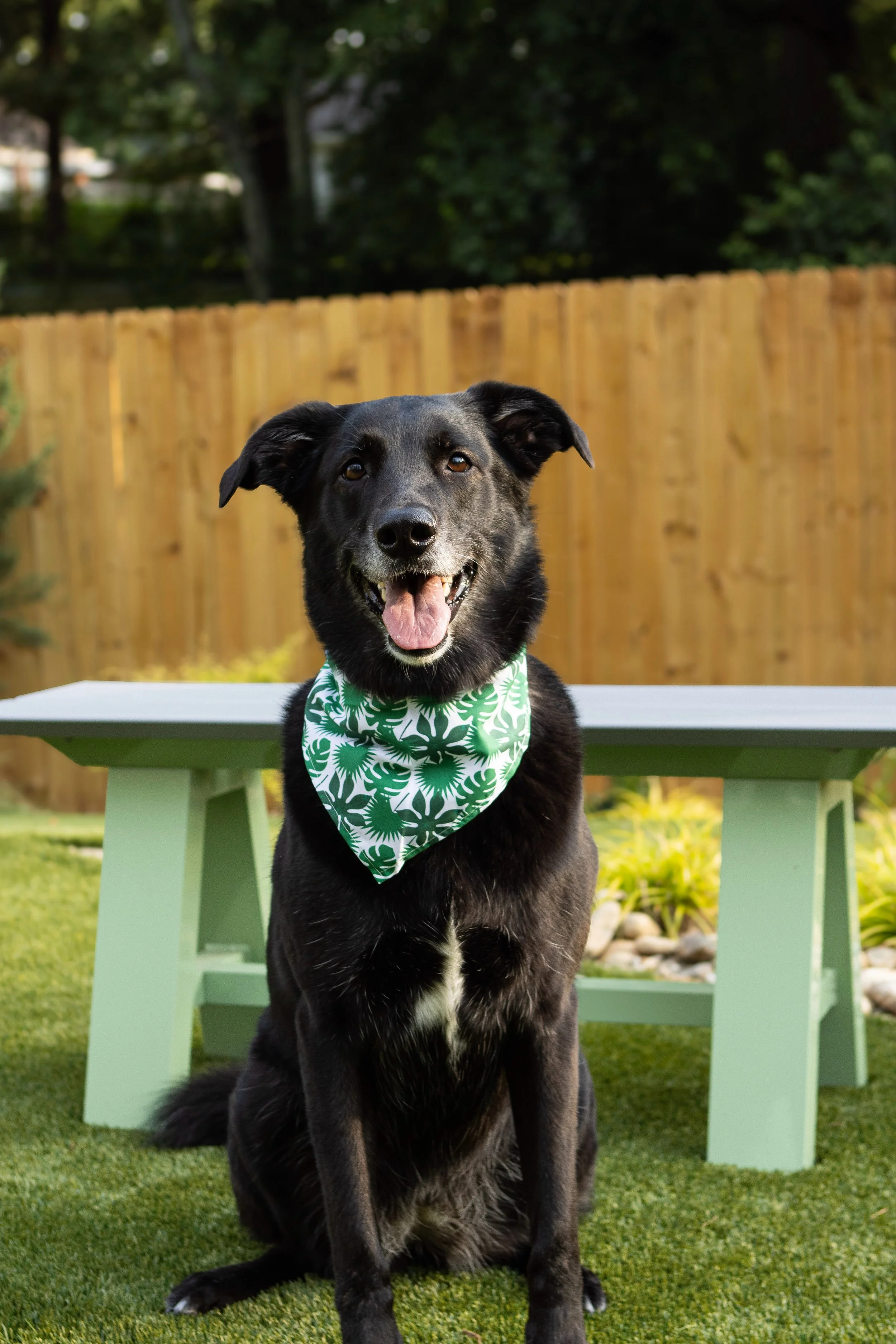 A happy black dog with a white patch on its chest, wearing a green and white bandana, sitting outdoors on green grass in front of a light green table, with a wooden fence and trees in the background.