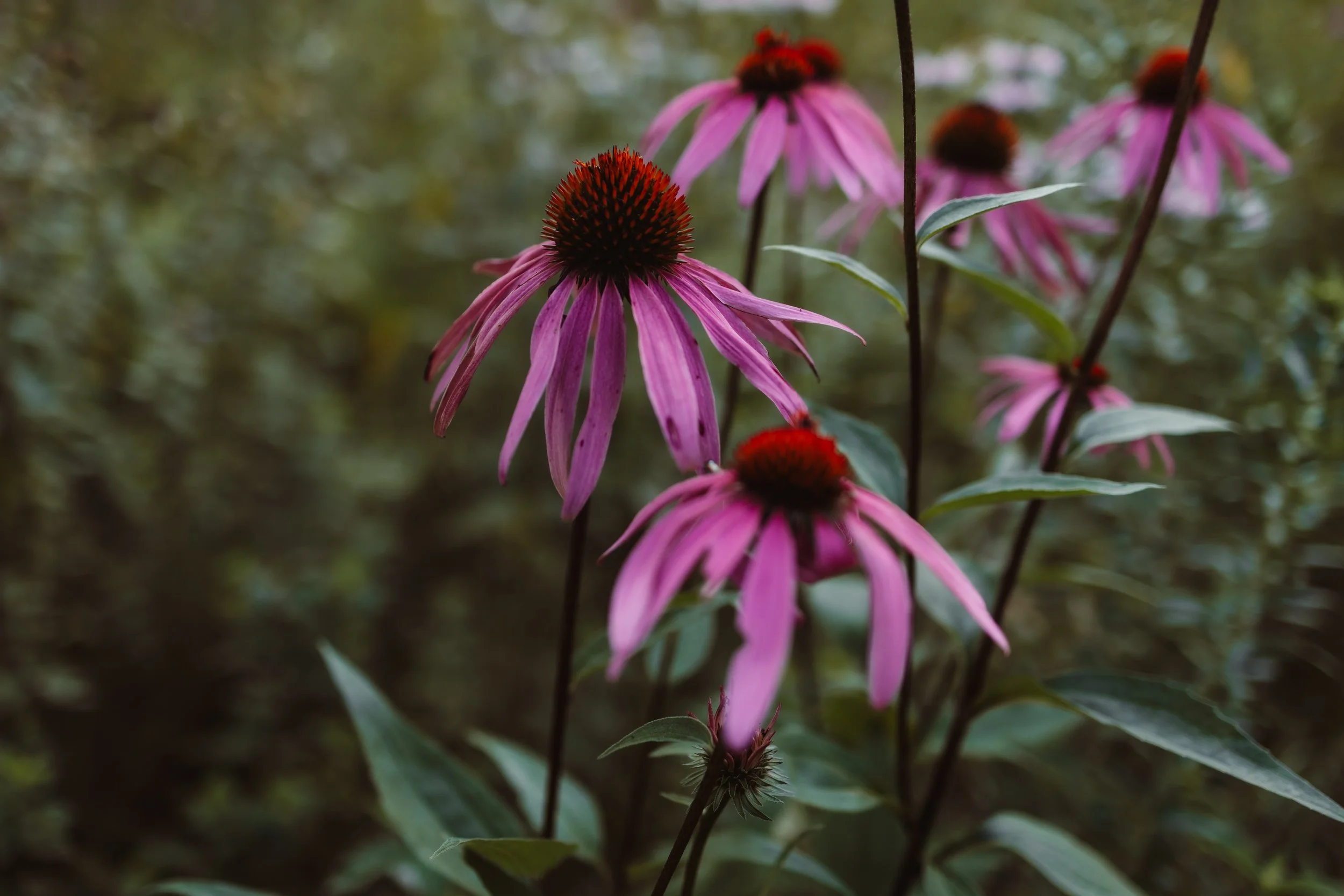 Pink coneflowers with dark centers in a natural setting.