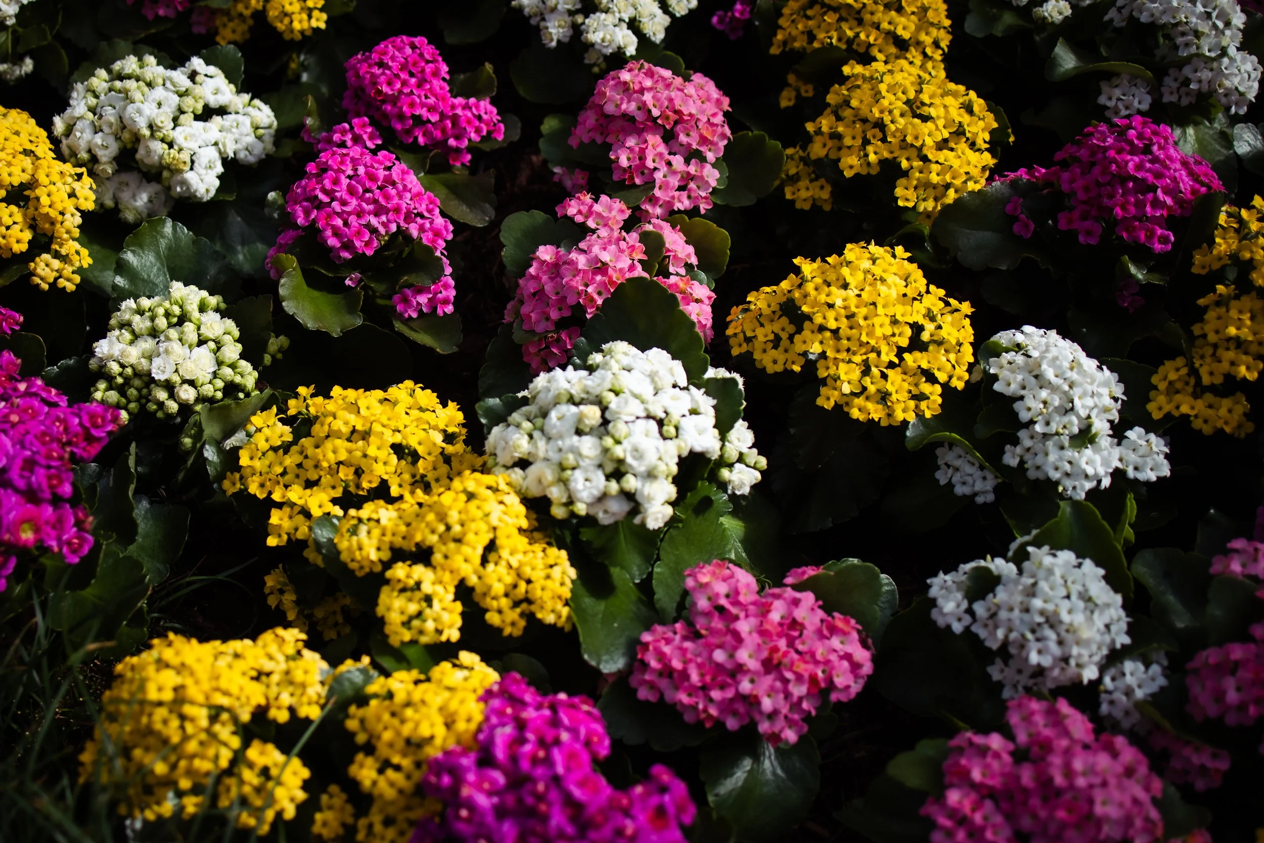A beige ceramic vase with a dried plant on a wooden surface, lit by sunlight casting shadows on the plain wall behind.