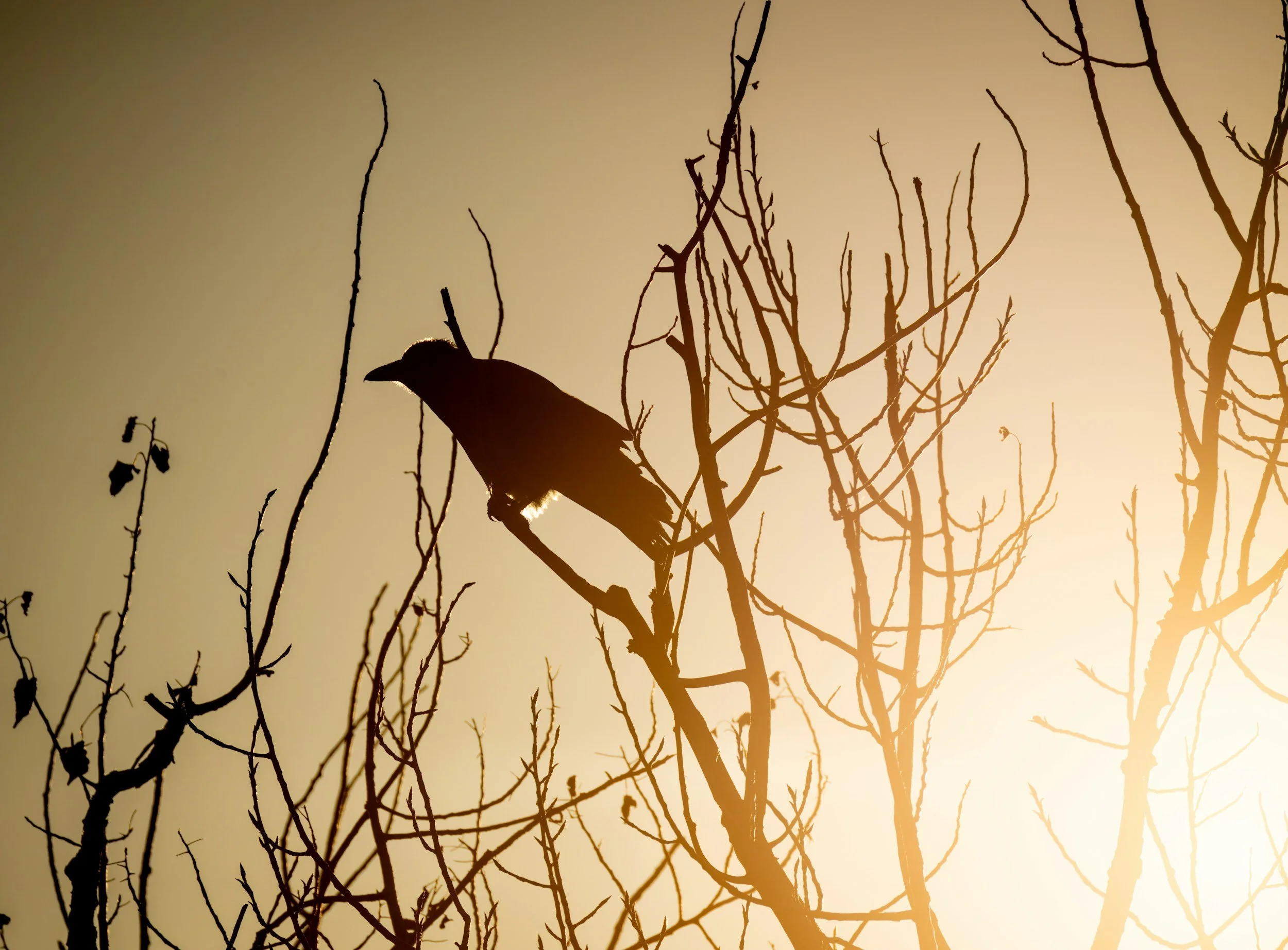 Crow on a branch with the sunlight hitting from behind, golden sky